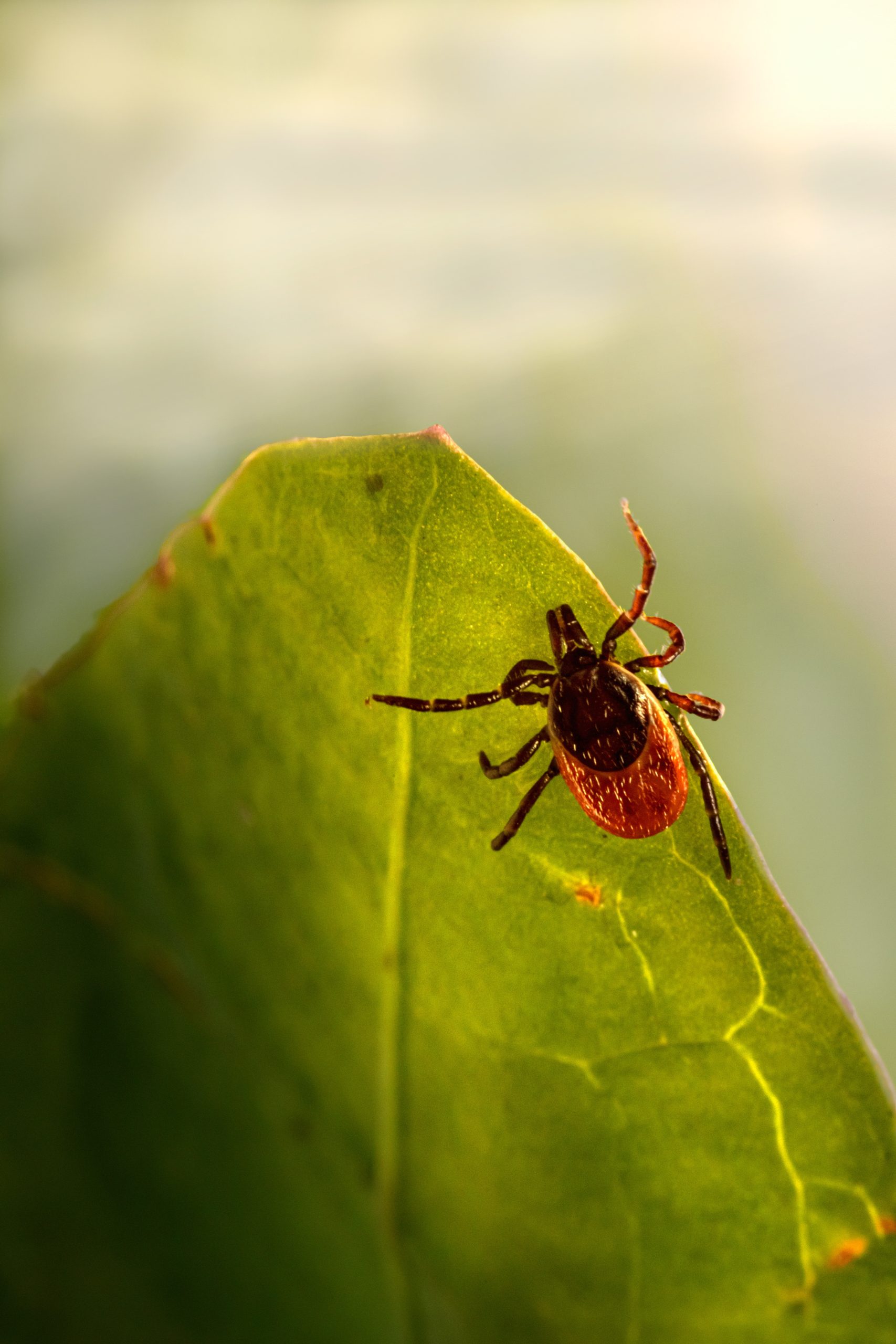 Babesiosis: The Tickborne Disease You Need to Know About