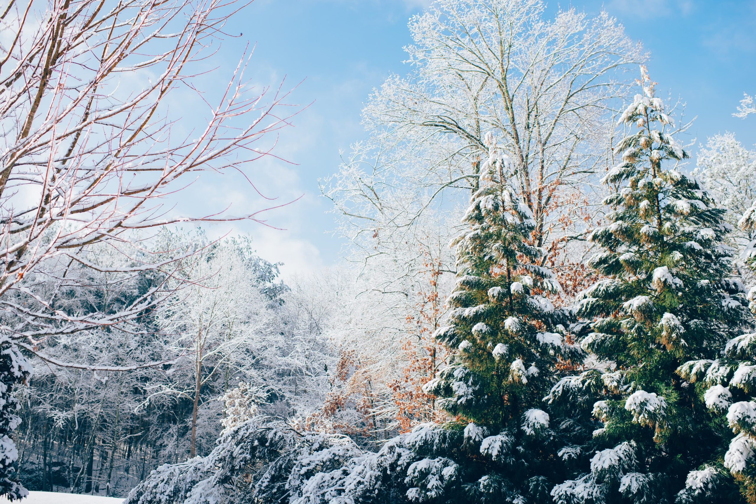 Outsmarting Seasonal Affective Disorder: Coping Strategies for Winter Months