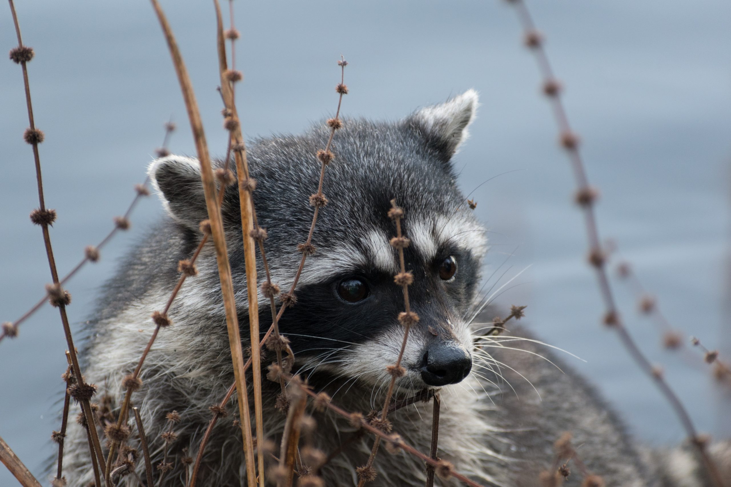 Uncovering the Truth Behind the Misunderstood Raccoon Dog Species