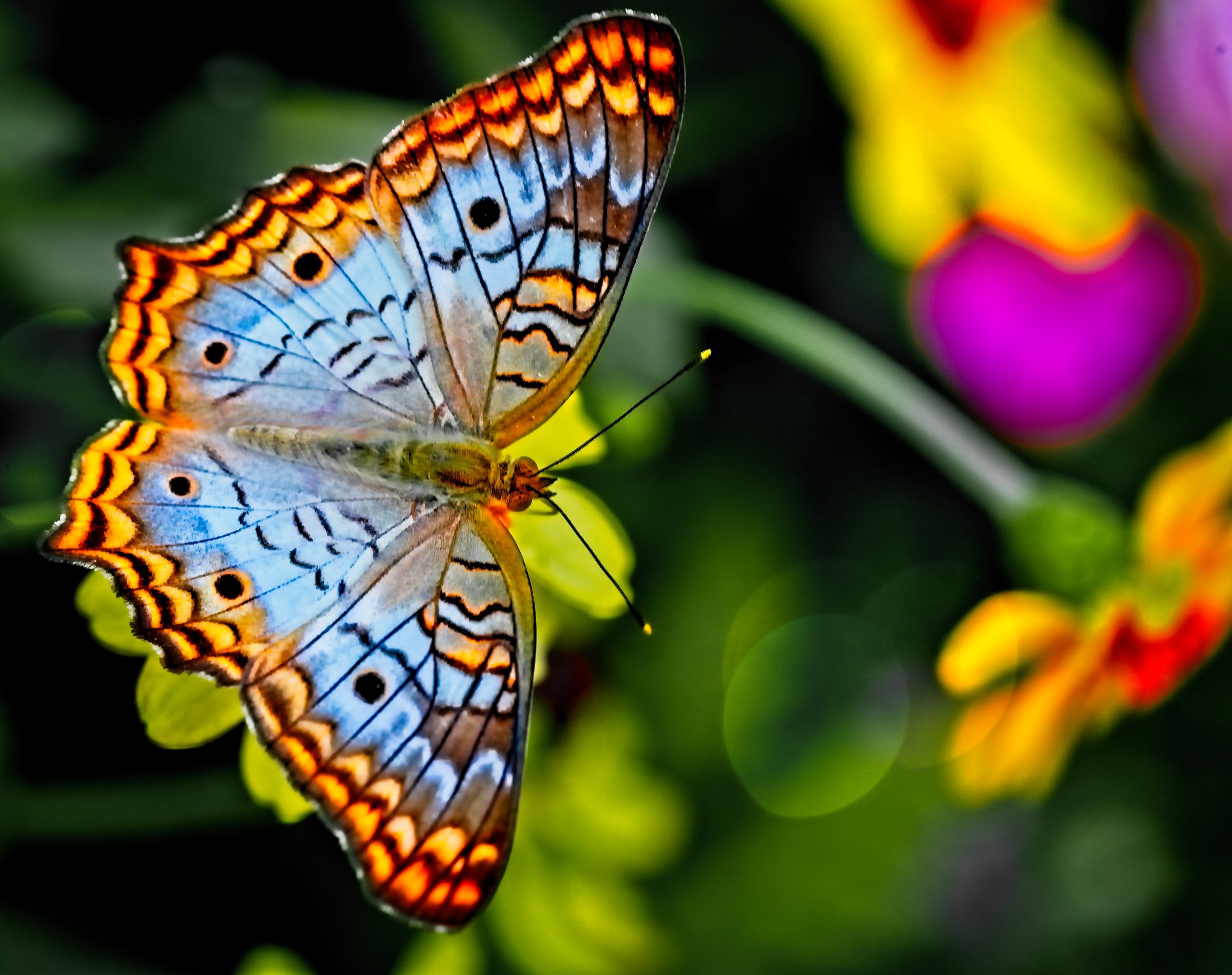 Symbolism of Butterflies What They Represent in Different Cultures