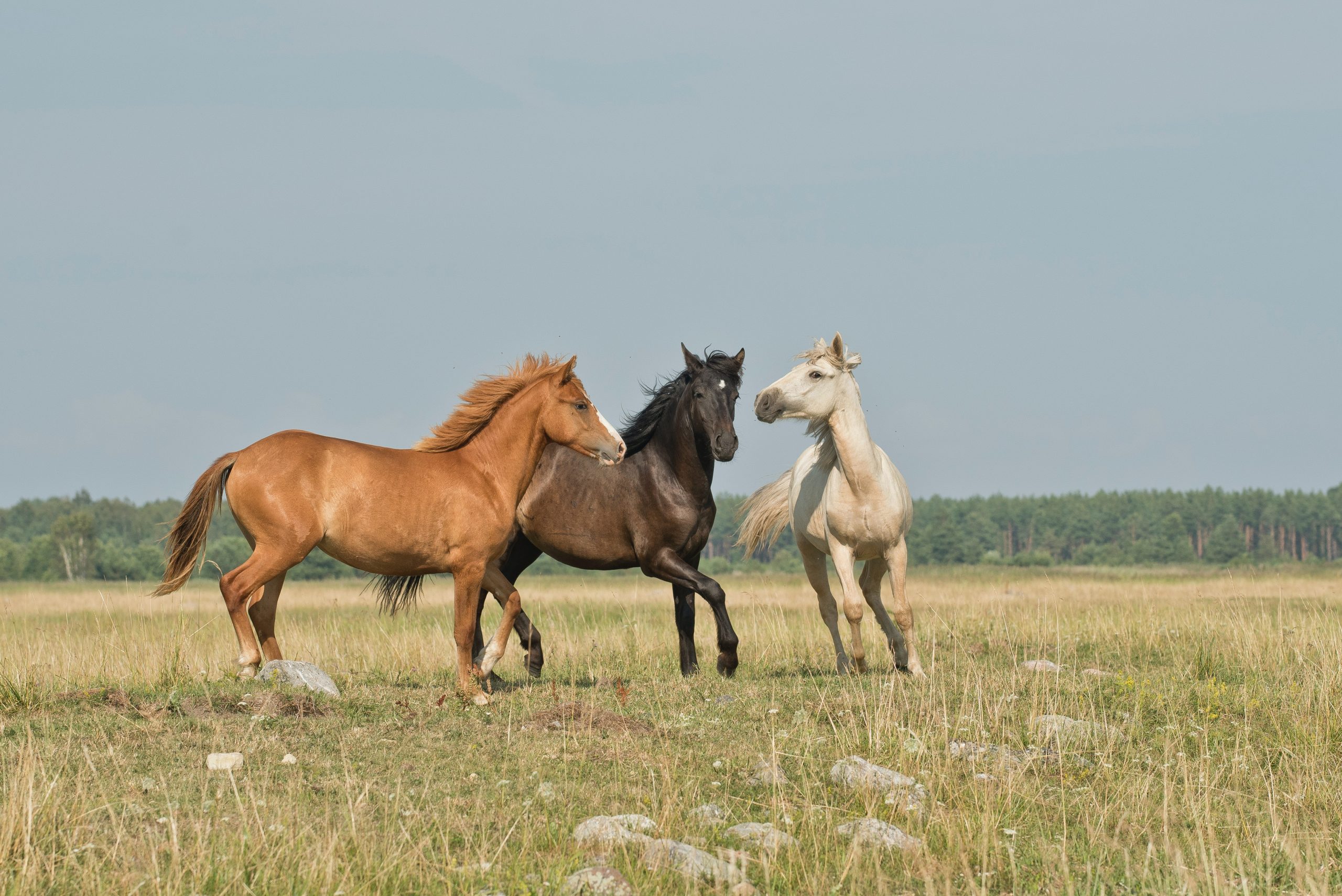 How Horses are Helping People Heal from Mental Health Issues