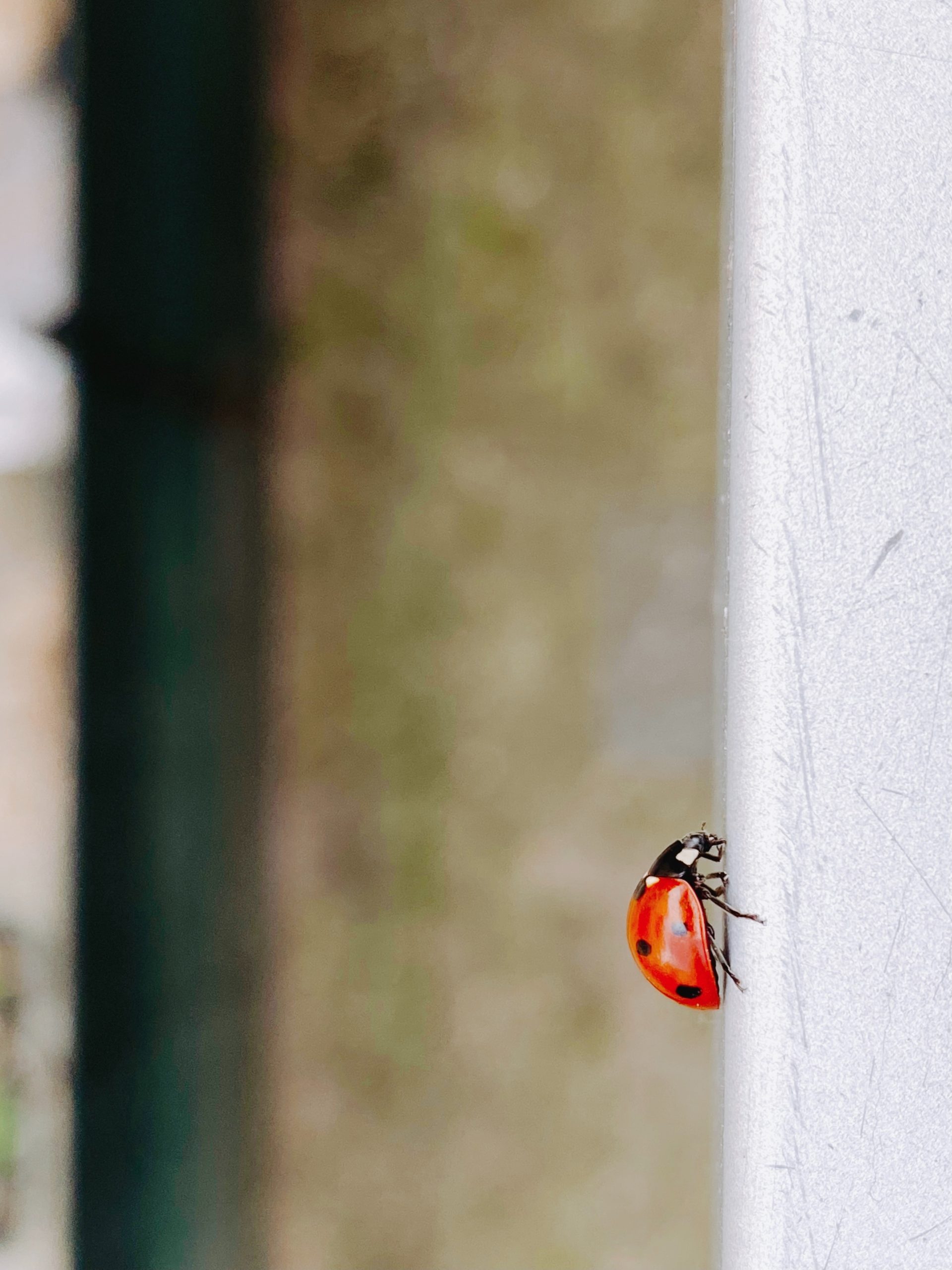 Benefits of Having Ladybugs in Your Garden