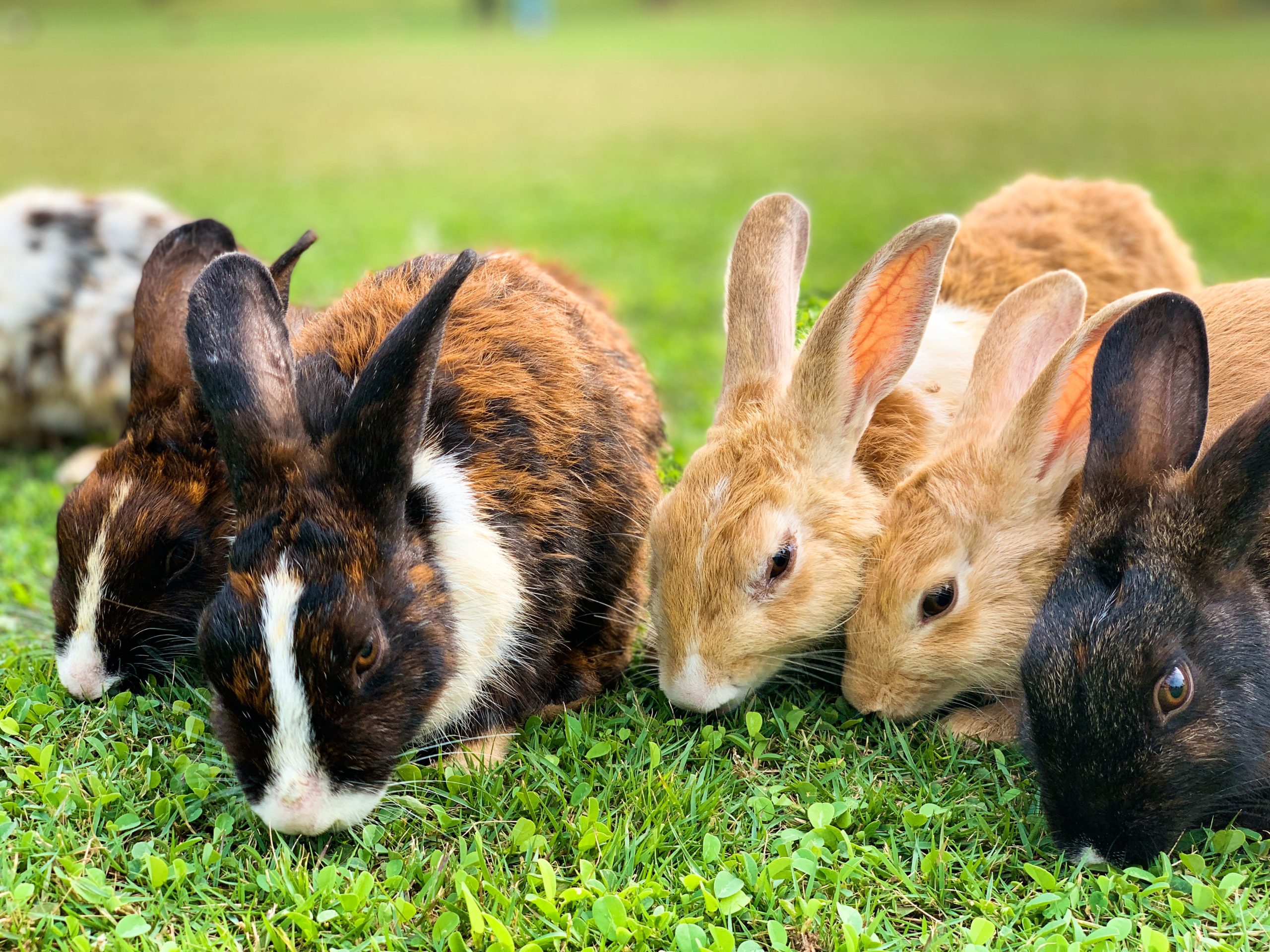 Diversity of Rabbits