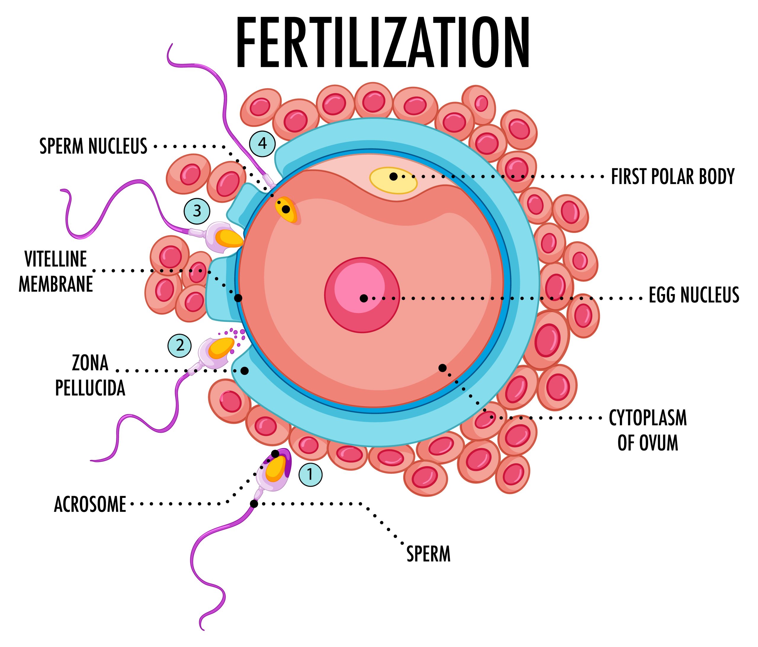 Cracking the Code of Male Fertility