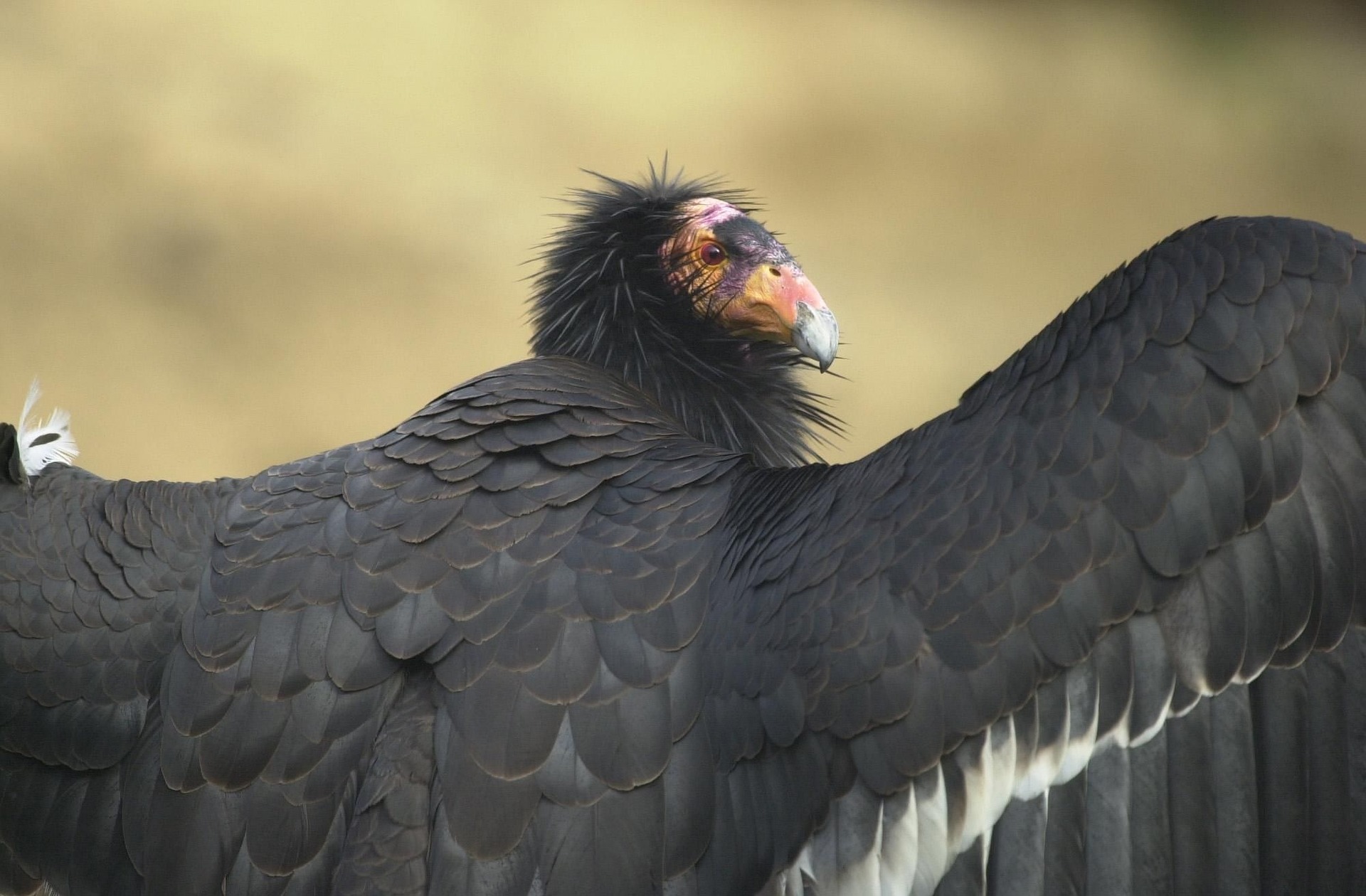 Bird Flu Claims Lives of Rare California Condors in Southwest United States