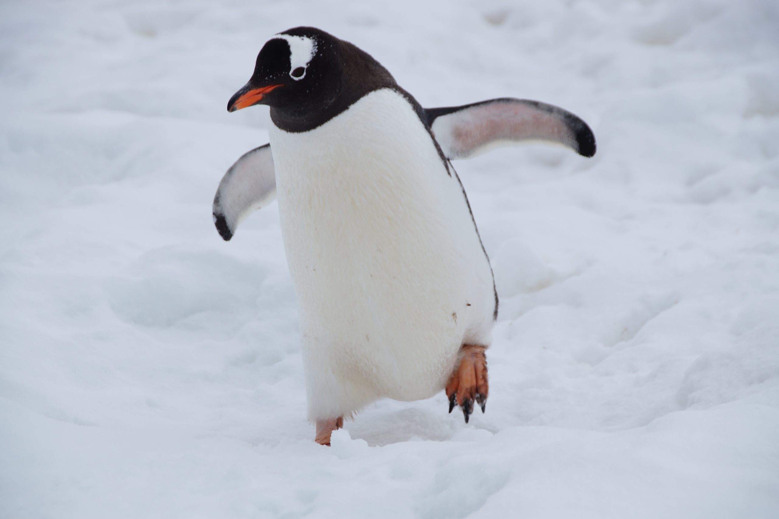 Art of Naming Penguins