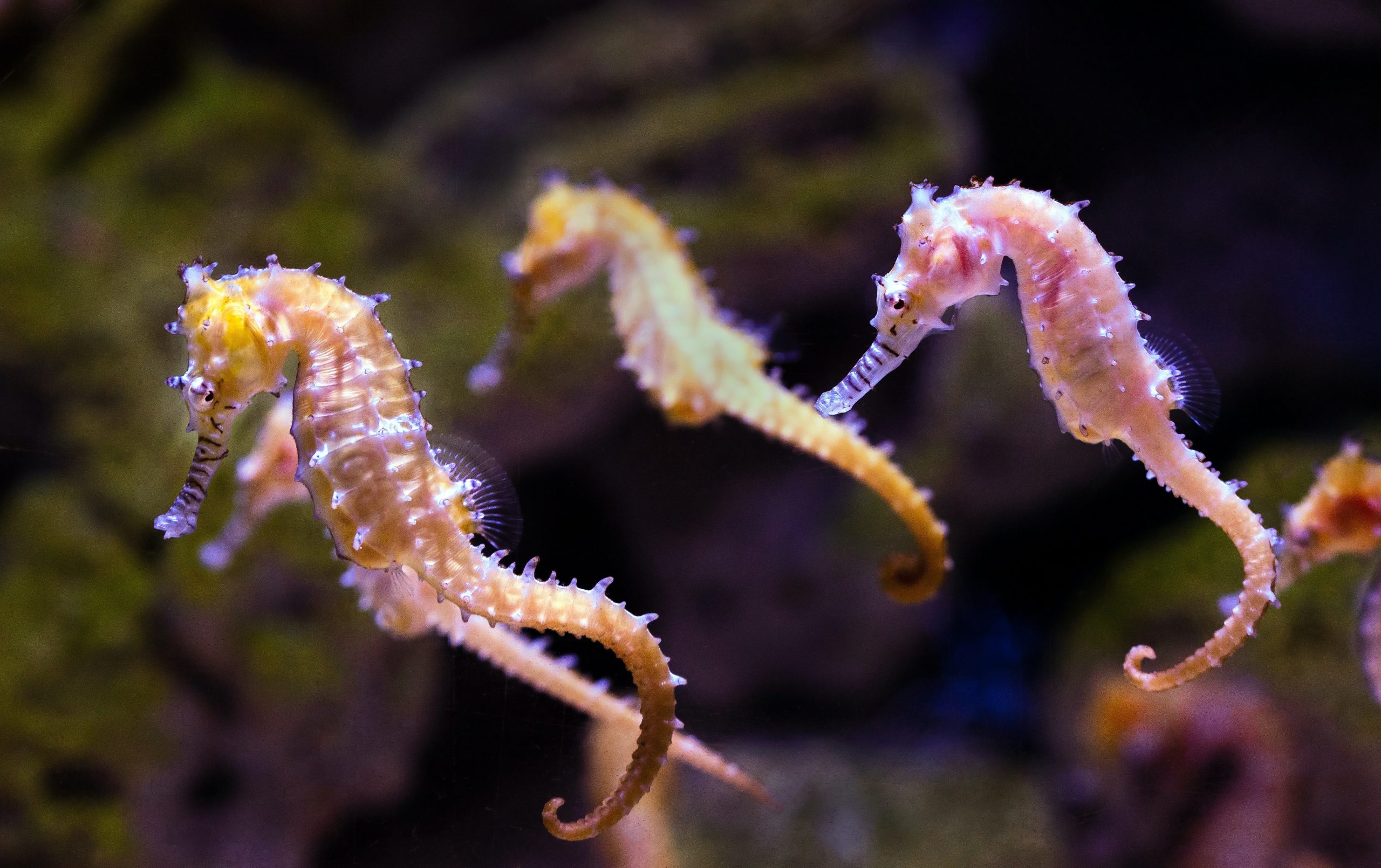 Sea Horse Conservation Efforts