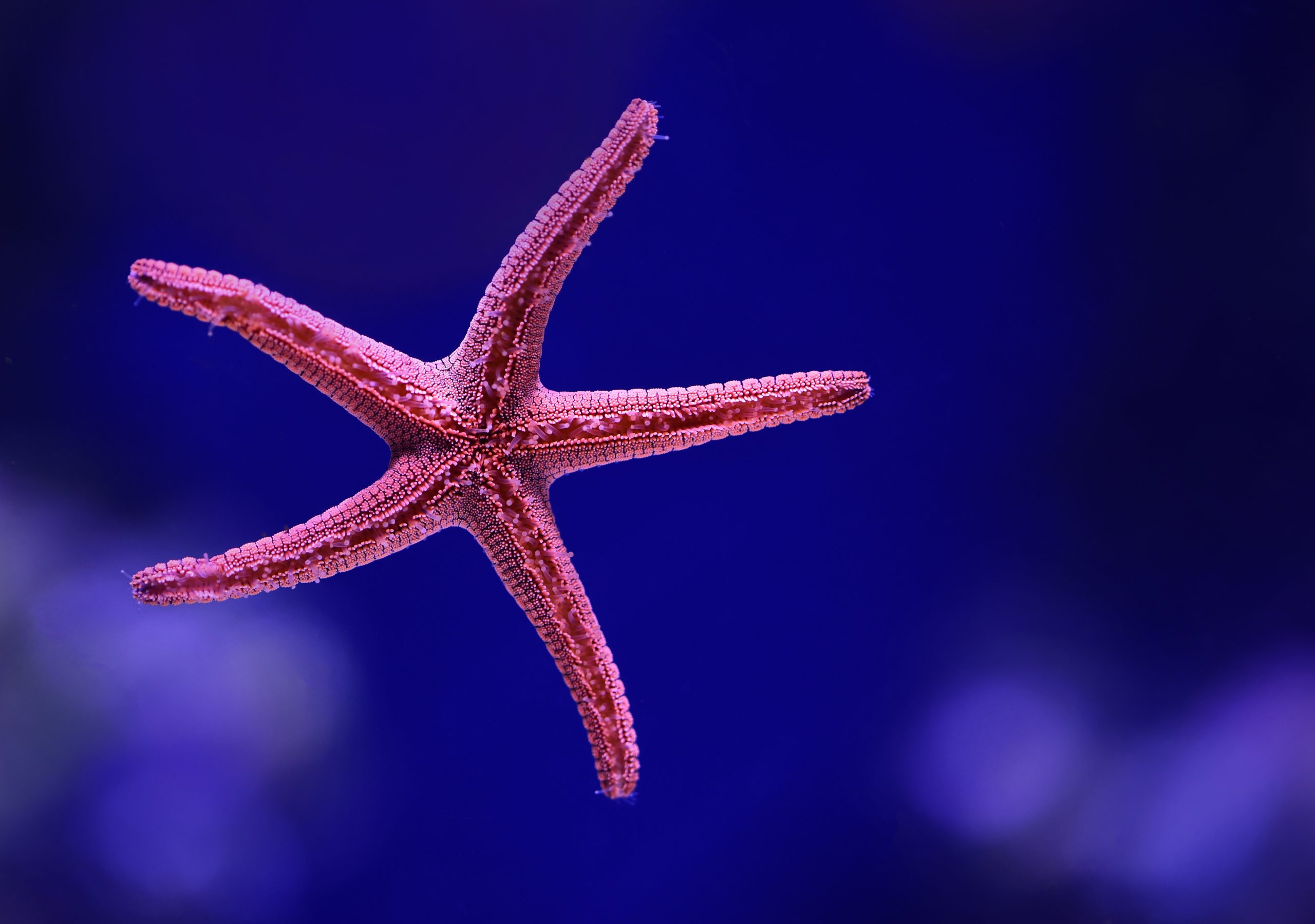 Fascinating facts about starfish