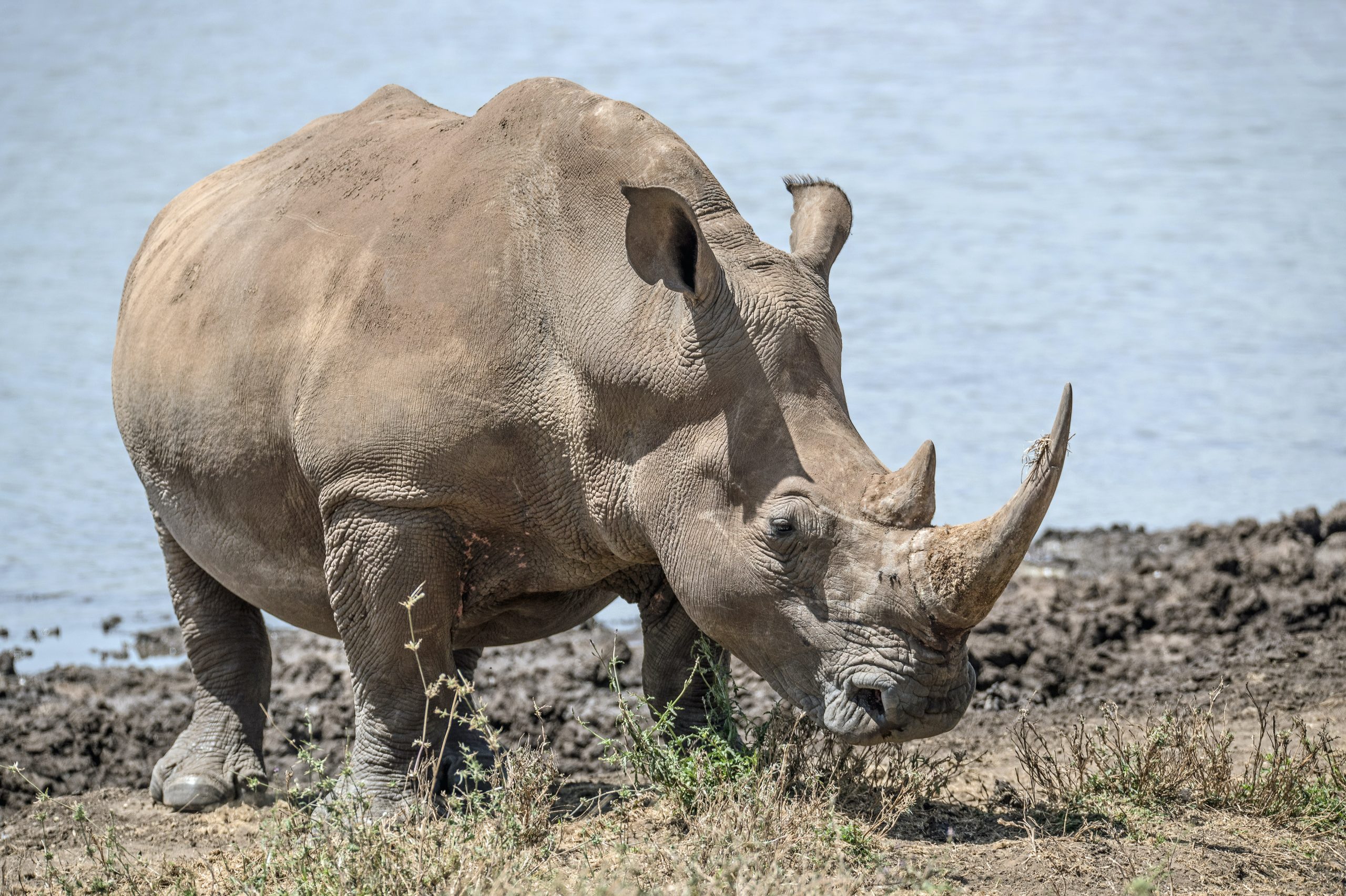 Rhinoceros Play an Important Role in Their Ecosystems