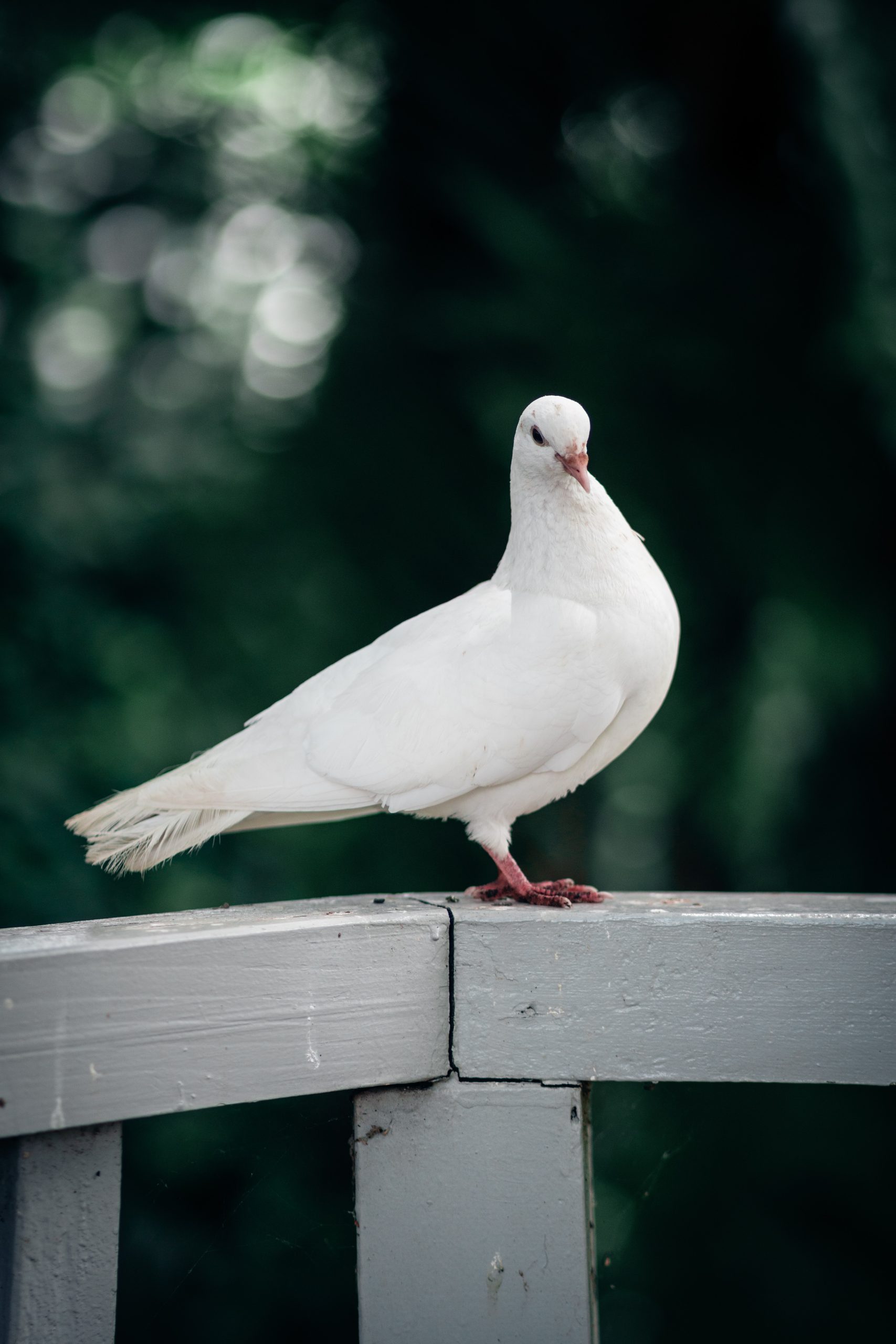 How Doves Communicate Understanding the Different Calls and Body Language