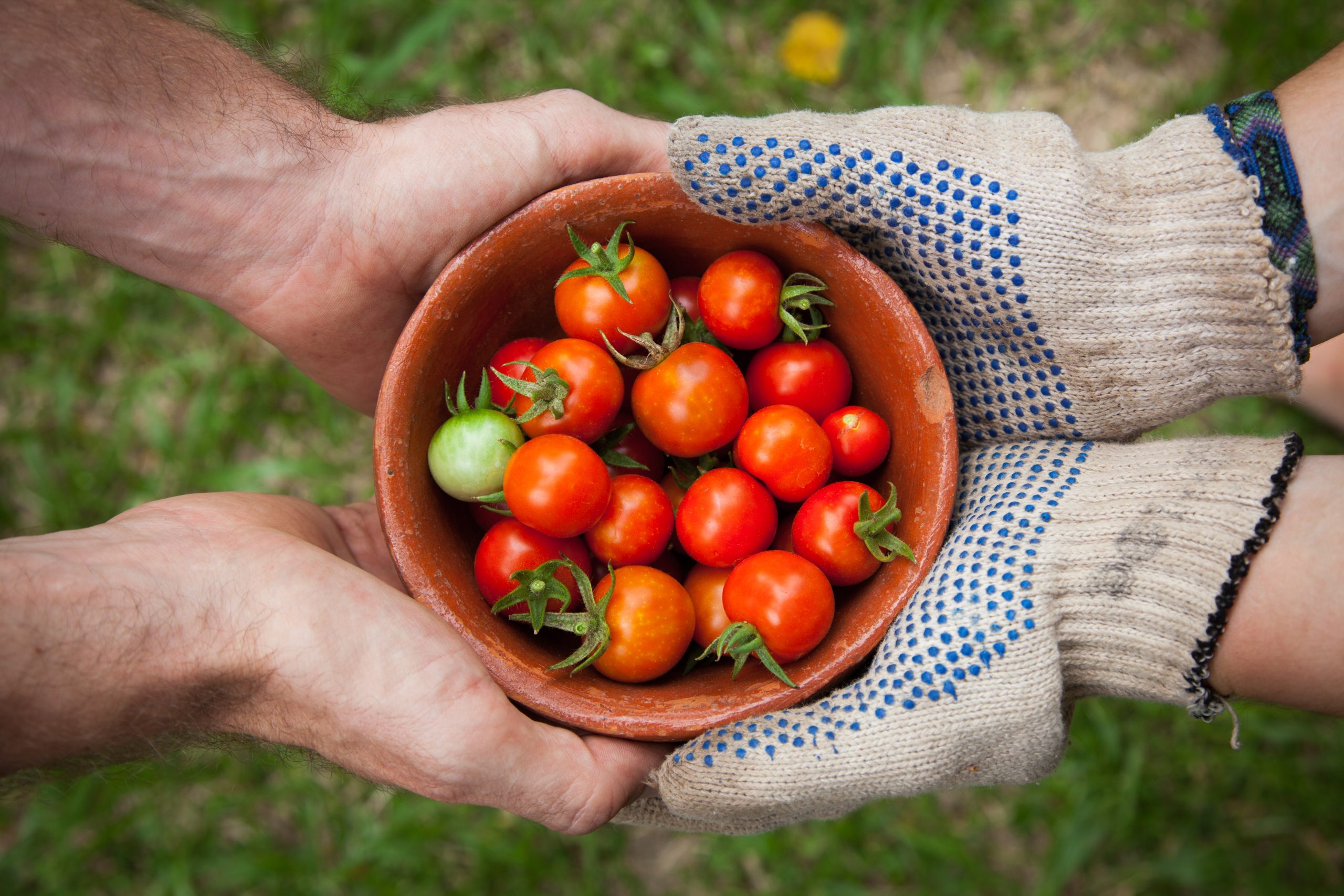 Eco-Friendly Gardening Practices: Tips for Saving Water and Reducing Waste