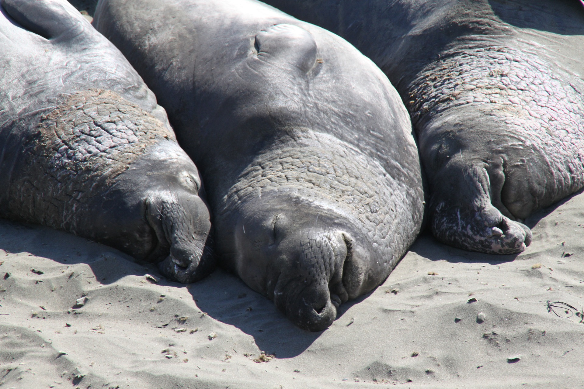 Uncovering the Mysteries of Elephant Seal Sleep Patterns