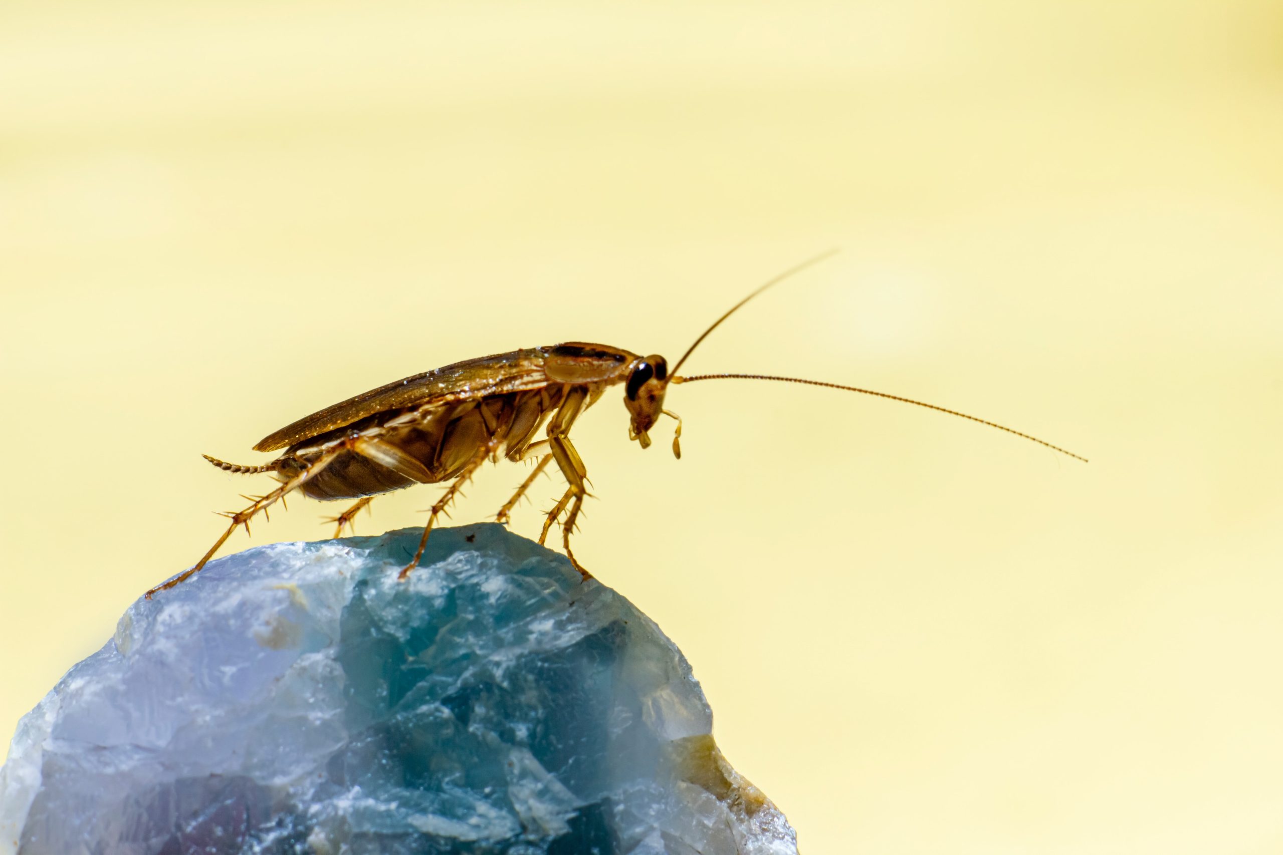 Cockroaches Evolve Again: Unusual Changes in Reproduction and Genetics