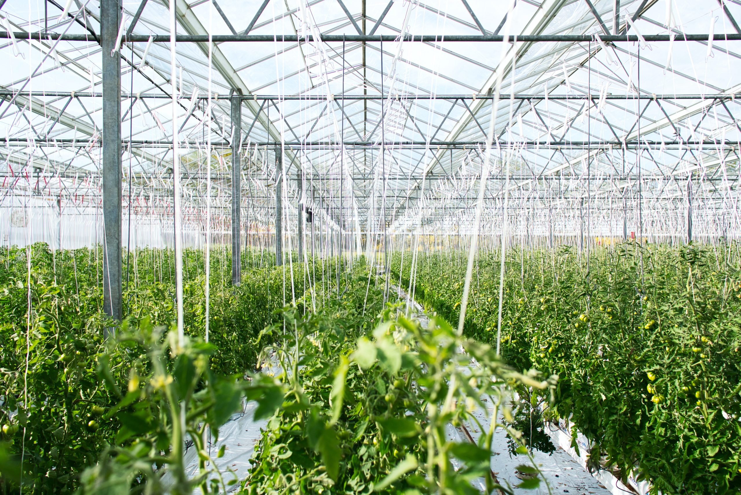 From farm to table: the rise of sustainable agriculture