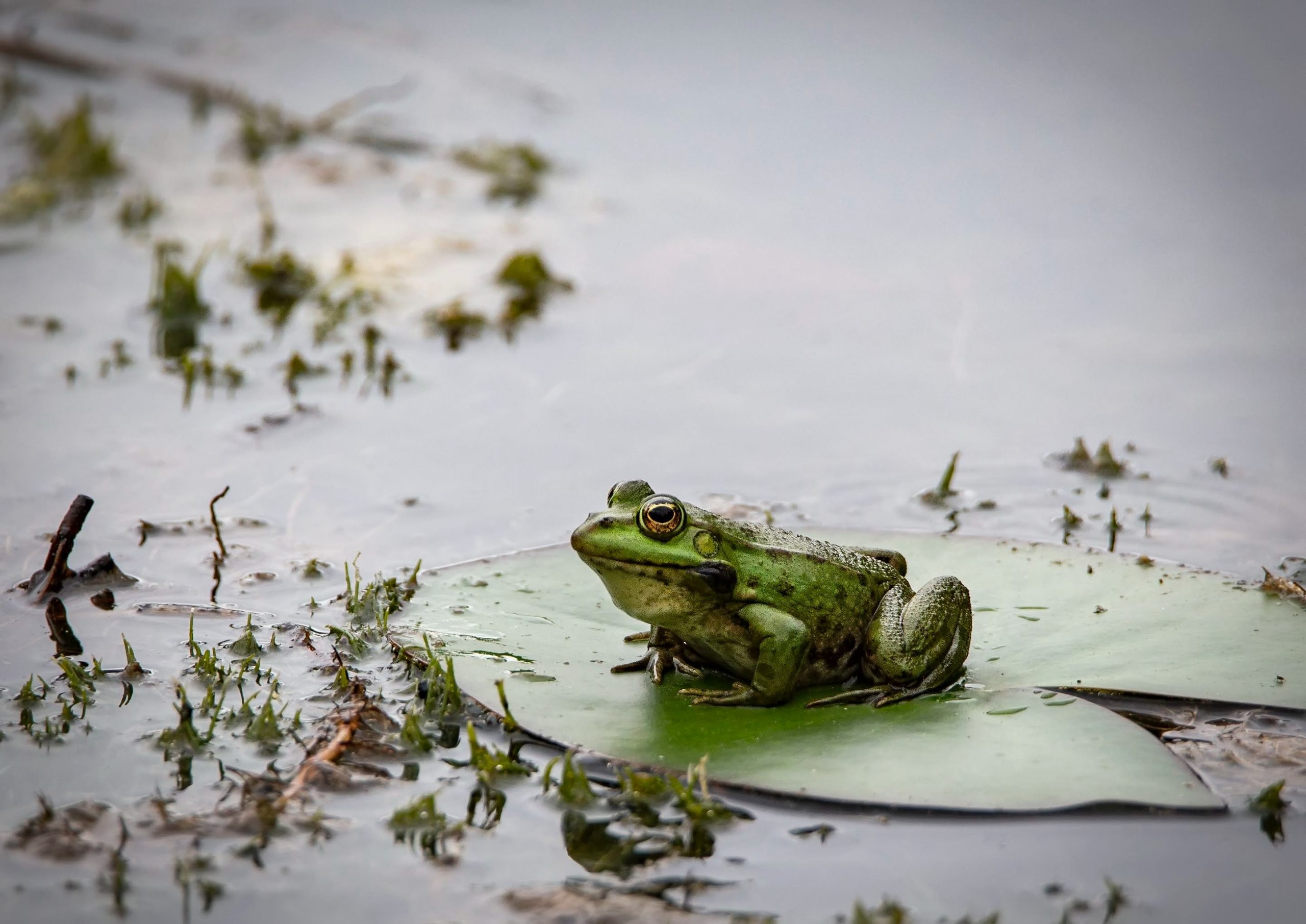 Frogs in Peril