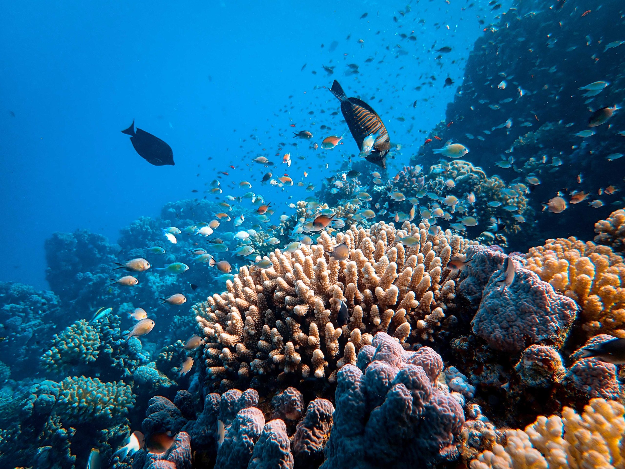 Coral Conservation Efforts Around the Globe