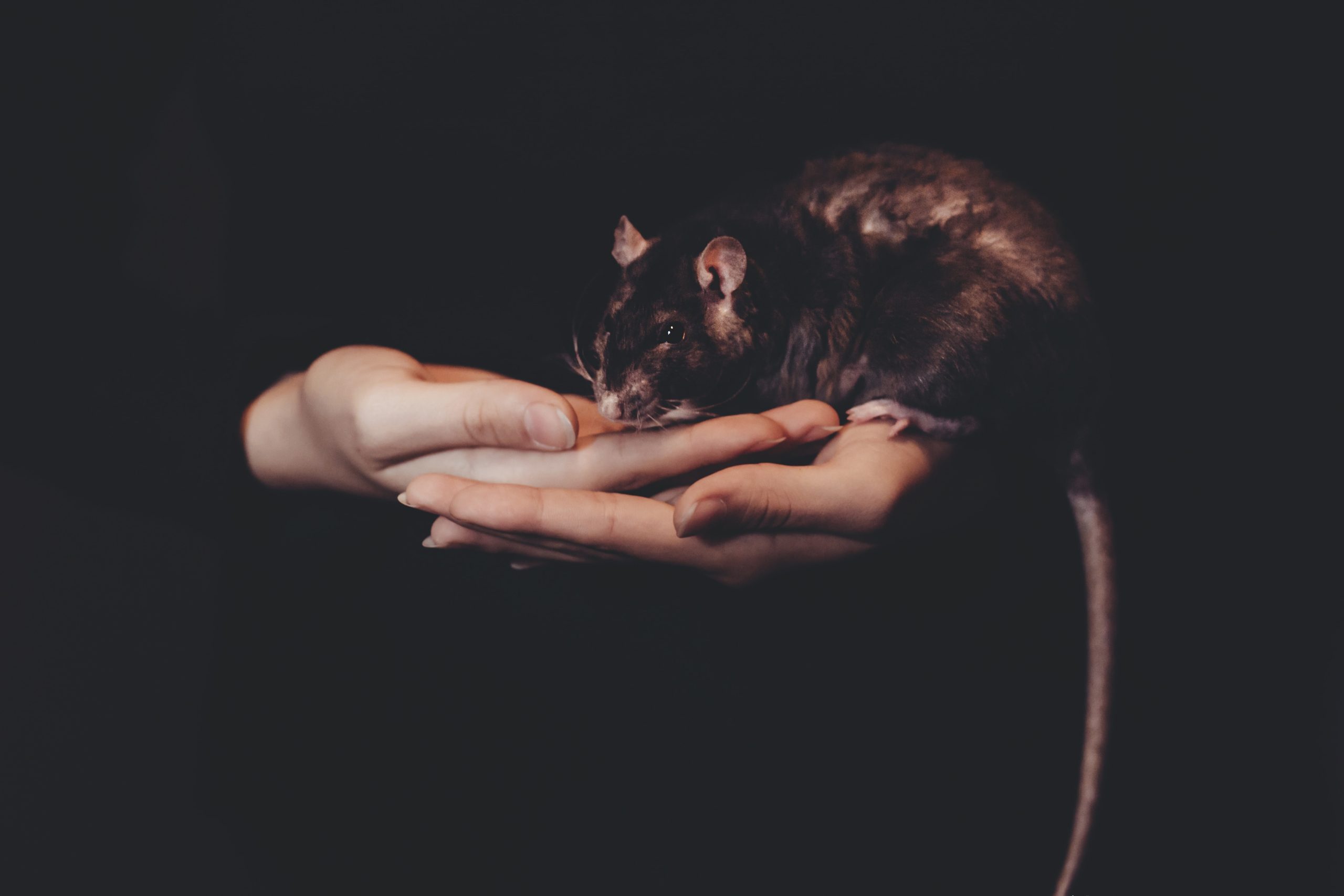 The Dark Side of Rat Control