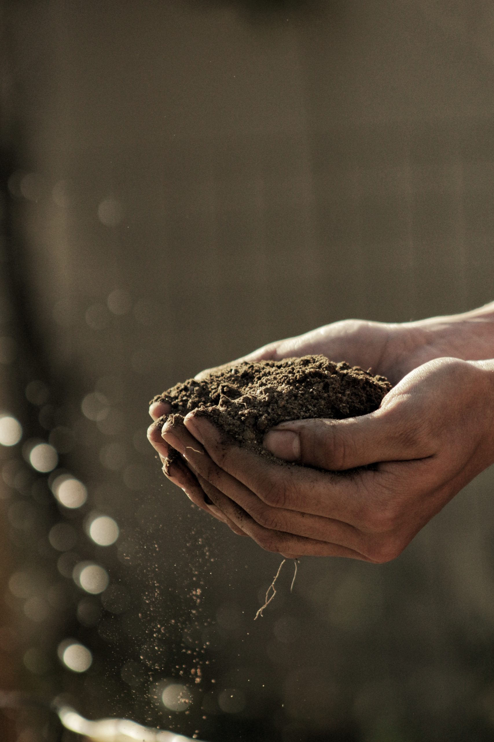 How Gardening Can Boost Your Immune System and Prevent Illness Naturally