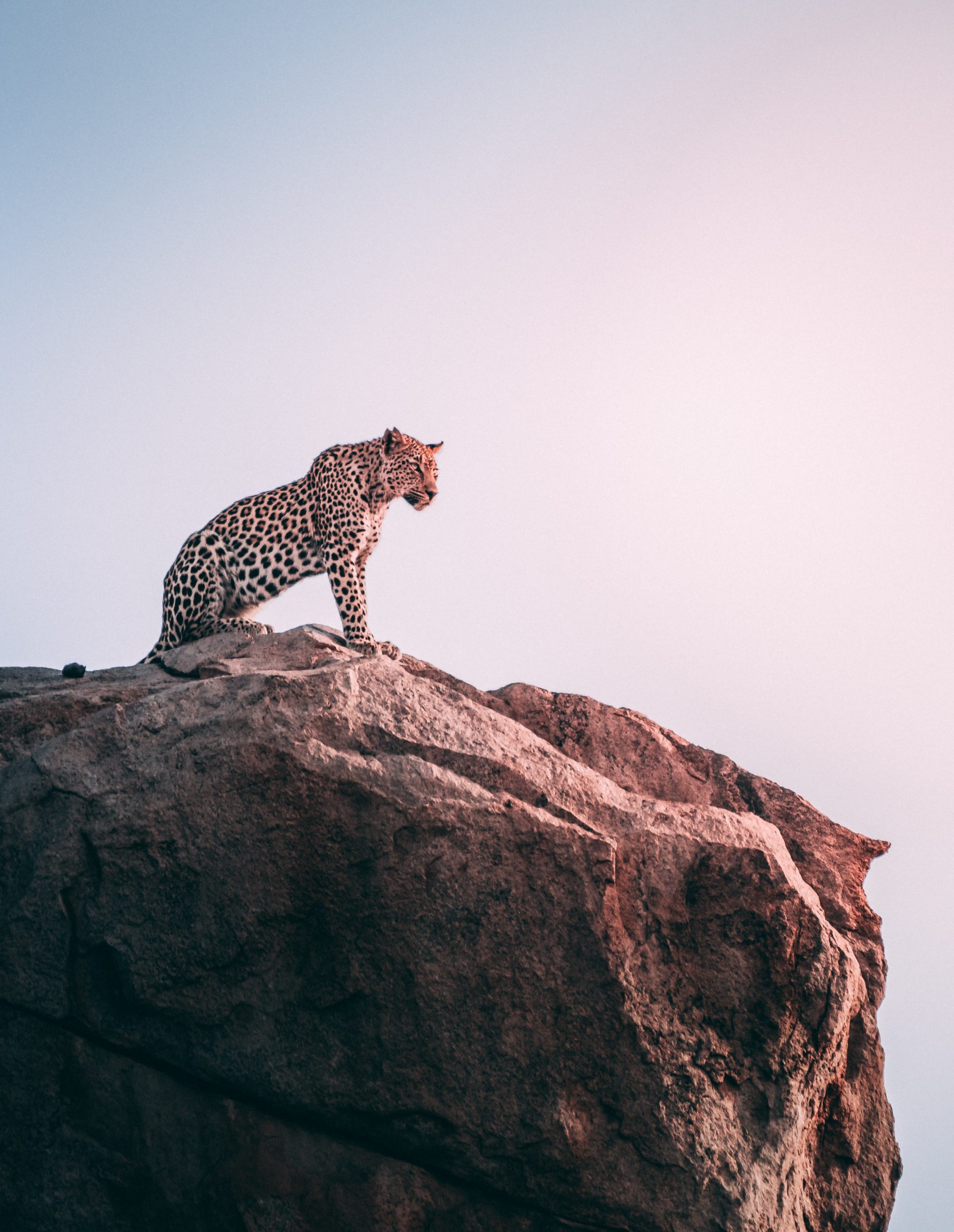 From Spots to Speed Anatomy of a Leopard