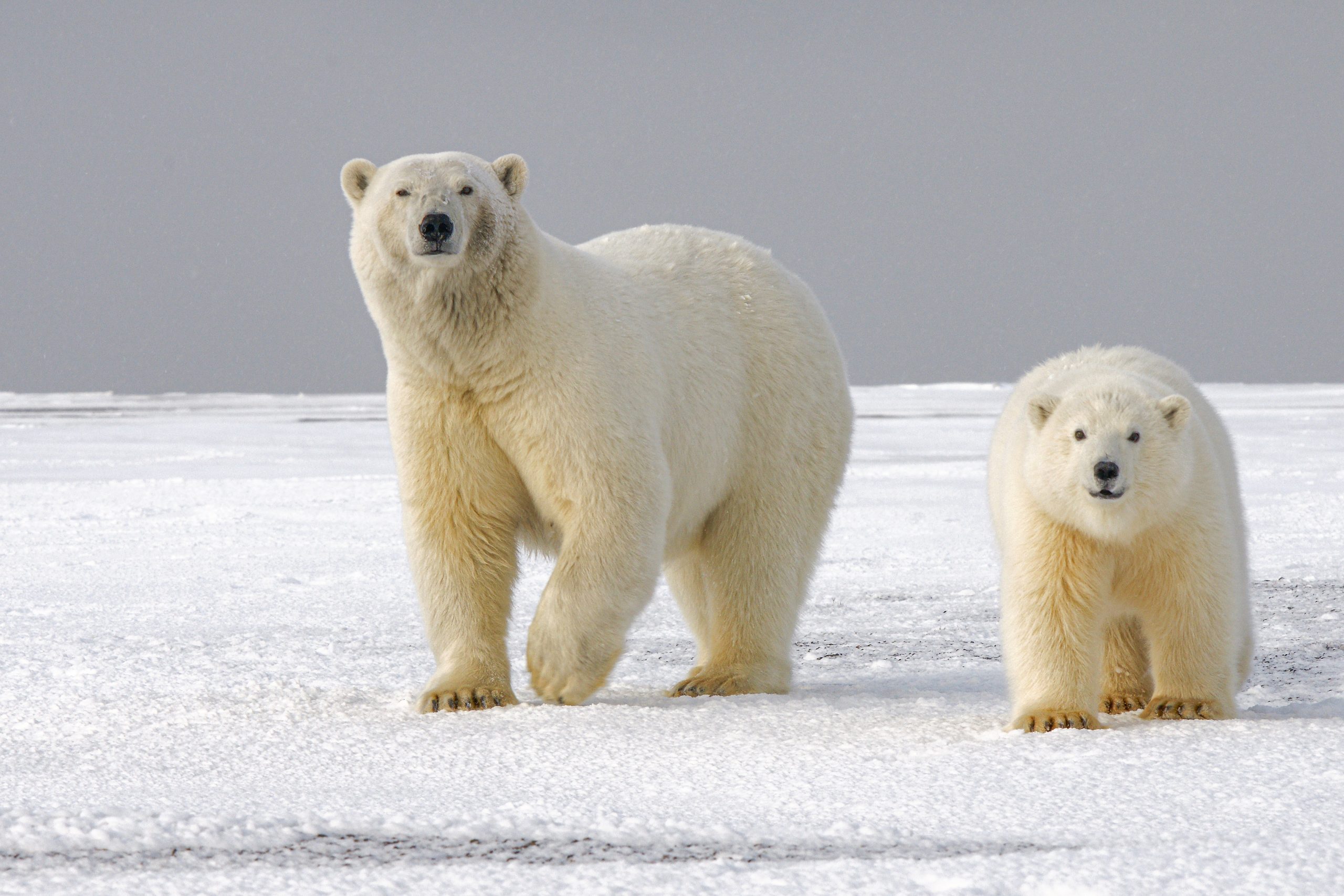 Uncovering the Secrets of the Elusive Snow Bear