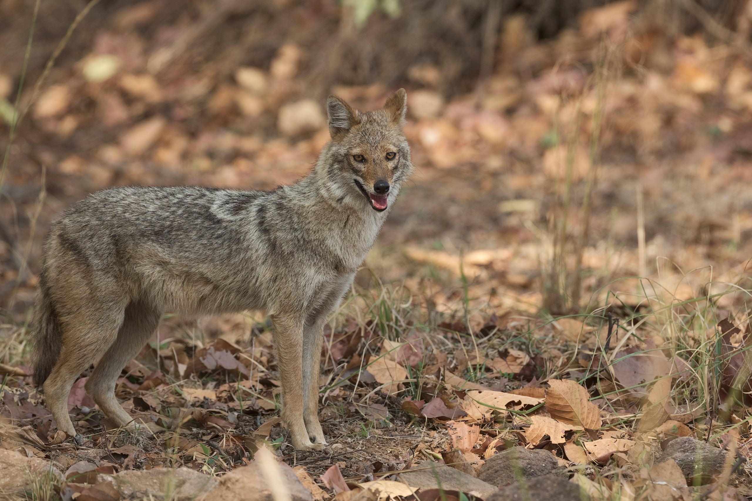 Why the Jackal is Crucial to Ecosystems Around the World