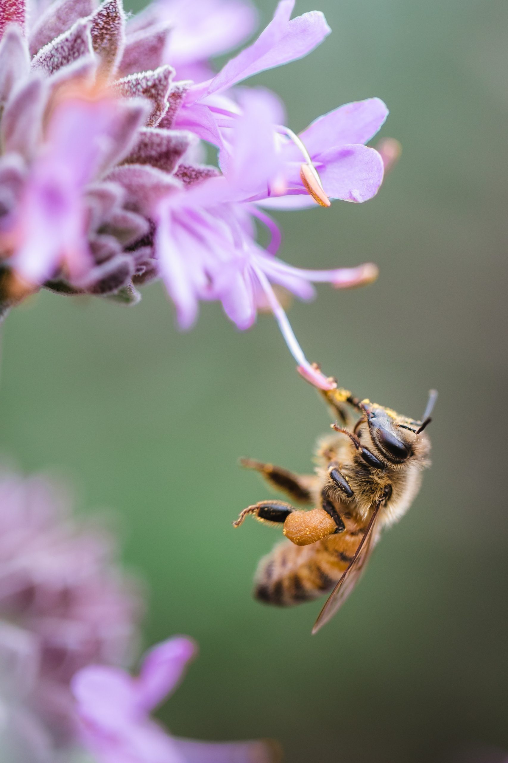 Beekeeping What You Need to Know to Start Your Own Hive