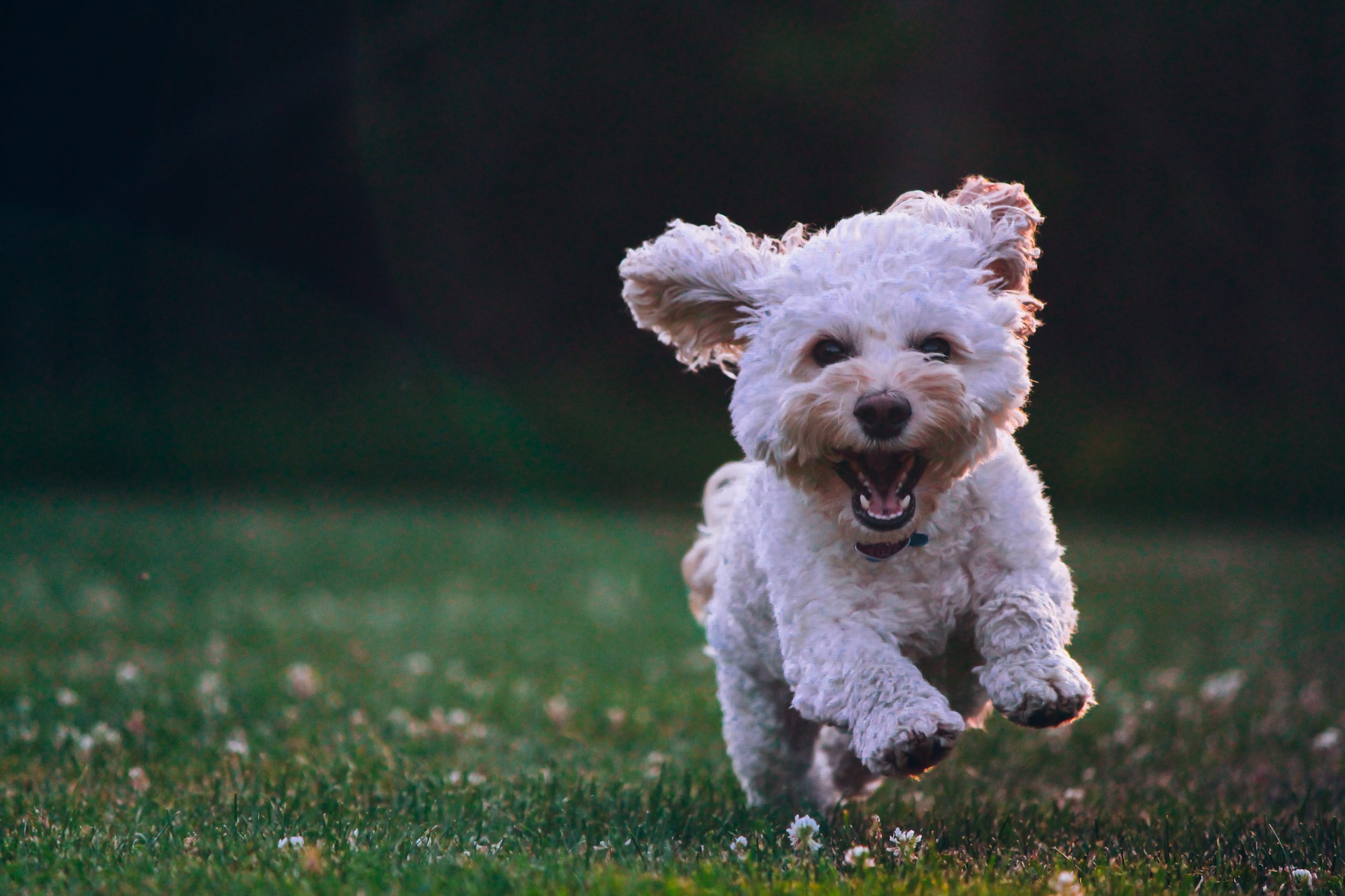 New York’s Finest Goes High-Tech: Robotic Dogs Join Police Force