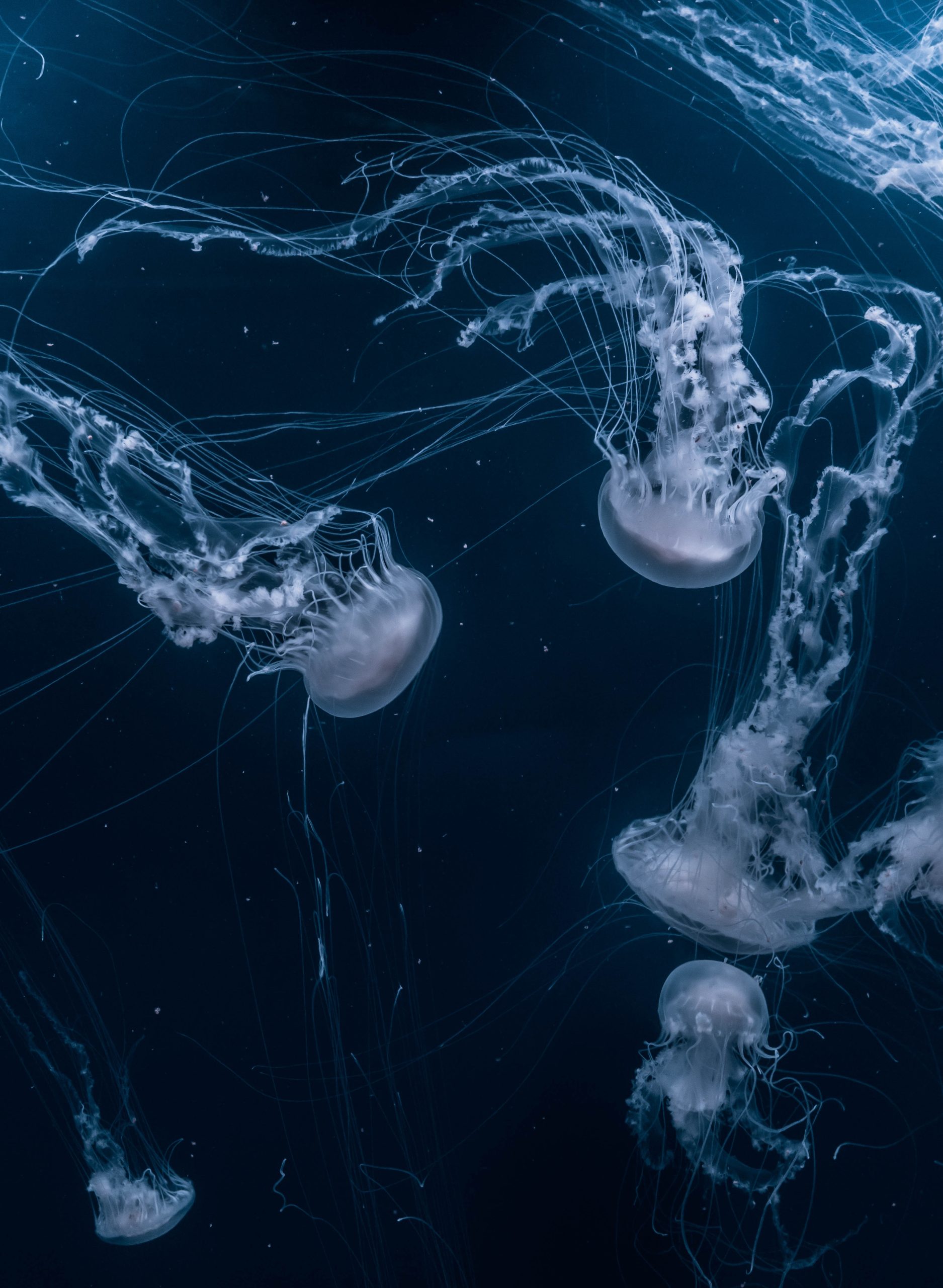 The Amazing Life Cycle of a Jellyfish