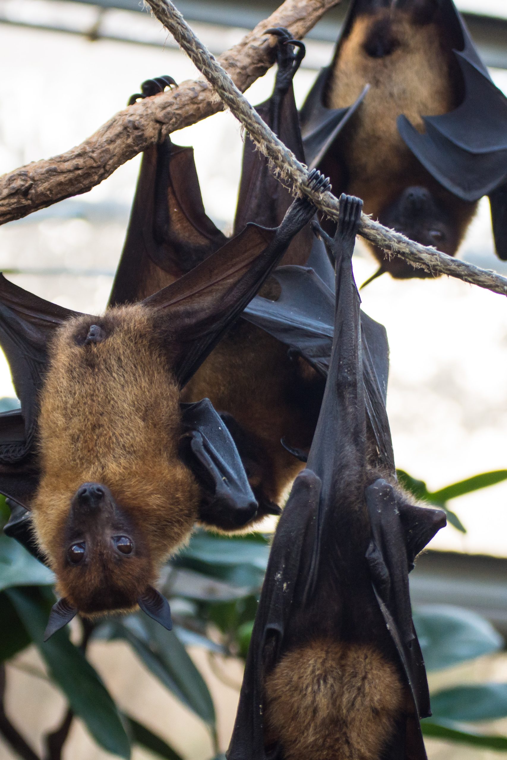 Why We Should Care About Bat Conservation Efforts