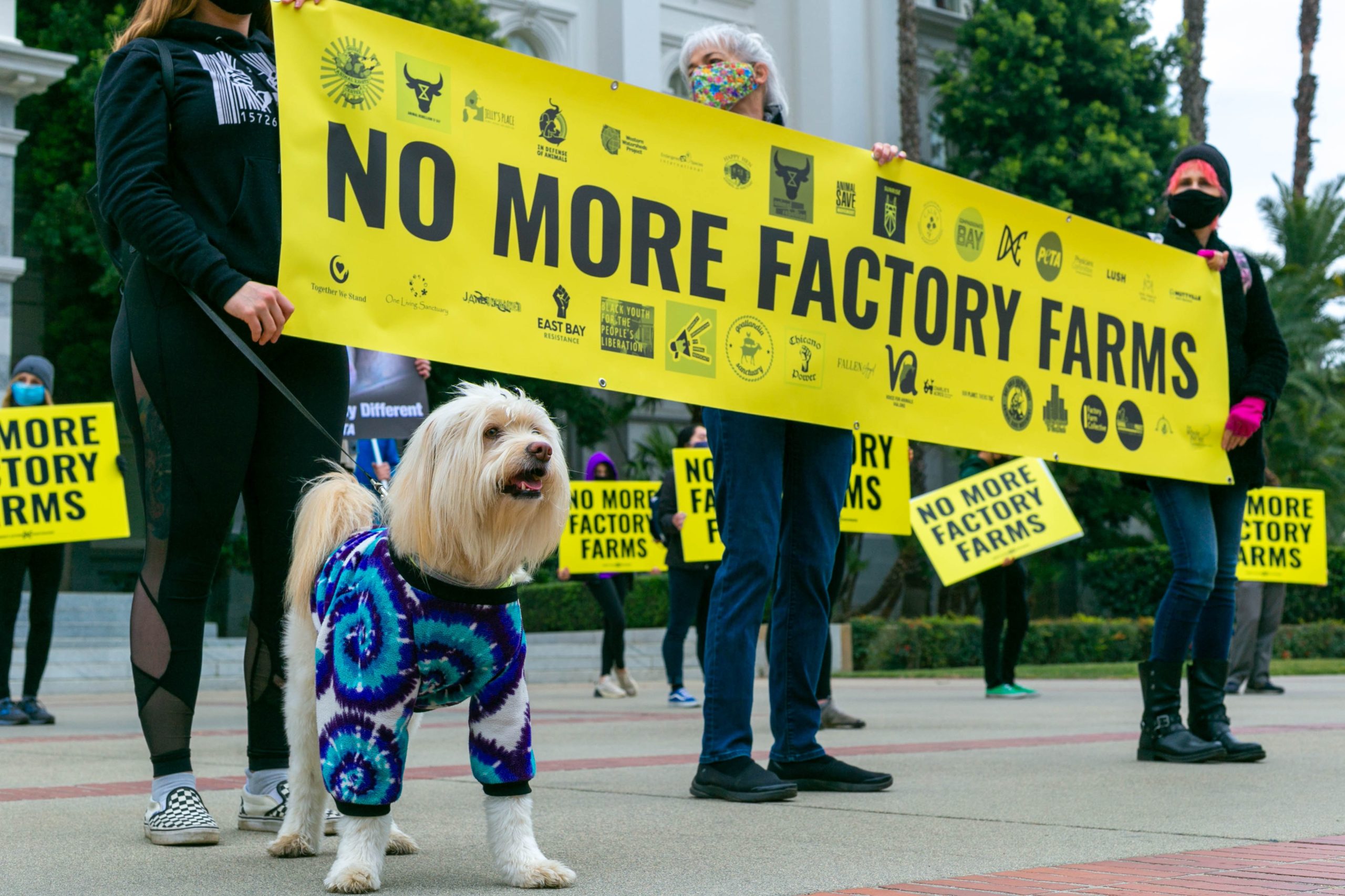 The Fight for Animal Rights in America