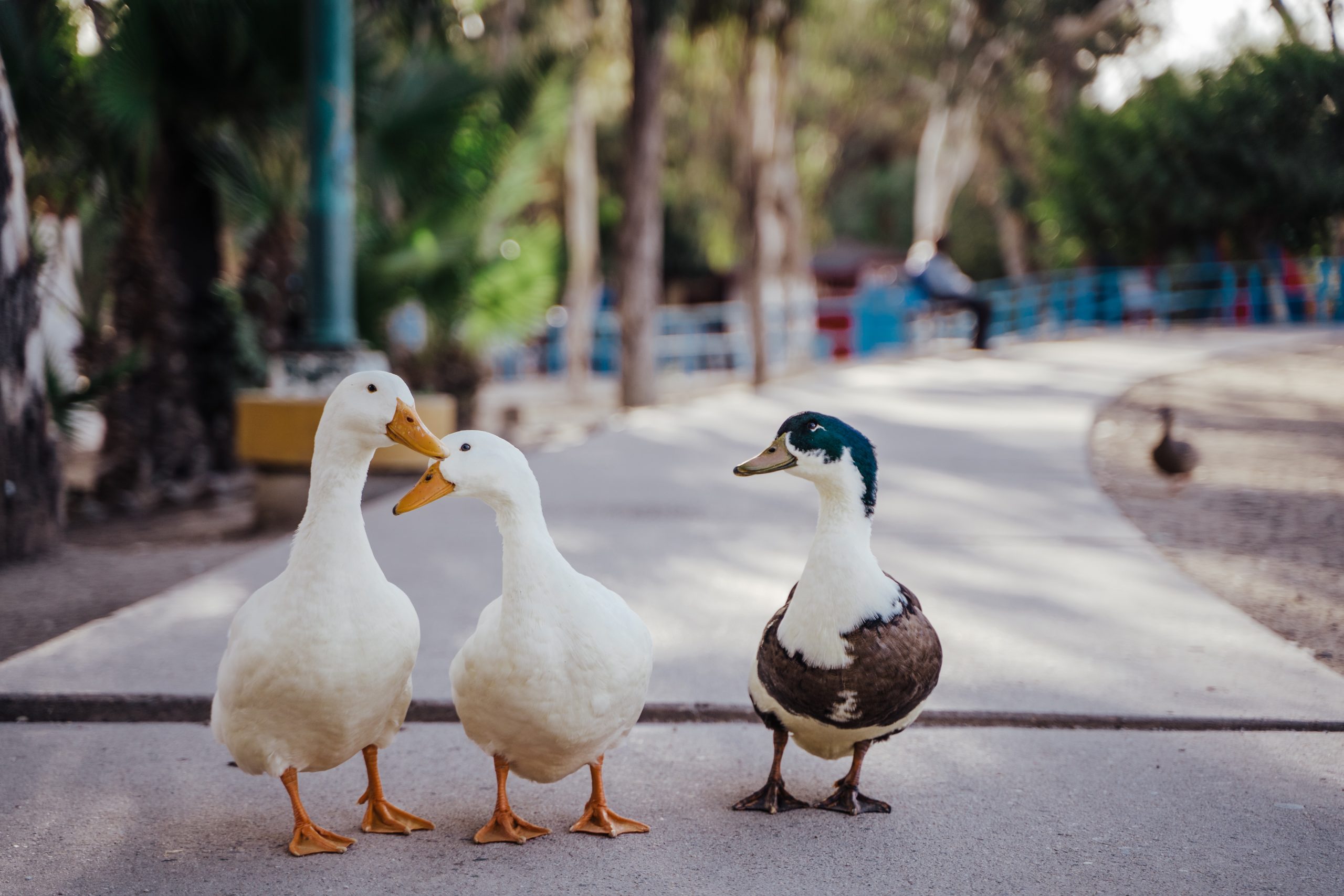 Why Ducks Make Great Companions