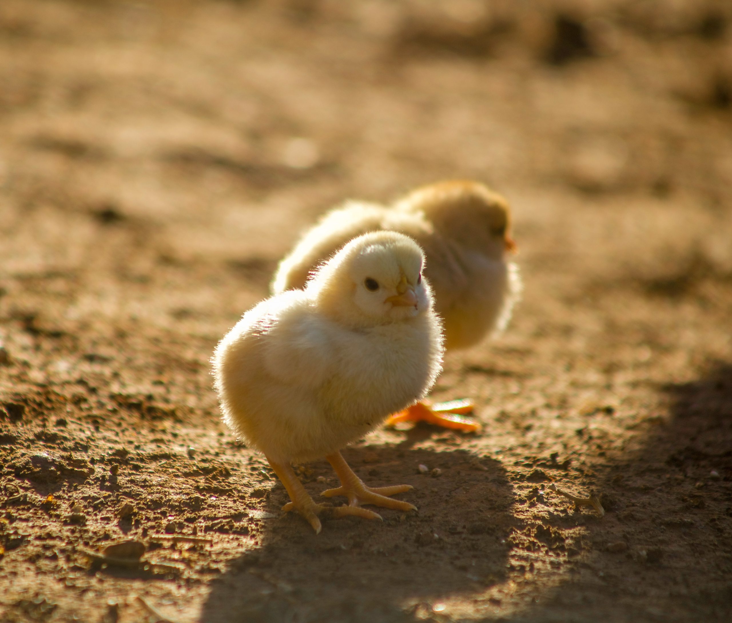 Pros and Cons of Free-Range vs. Coop-Raised Chickens