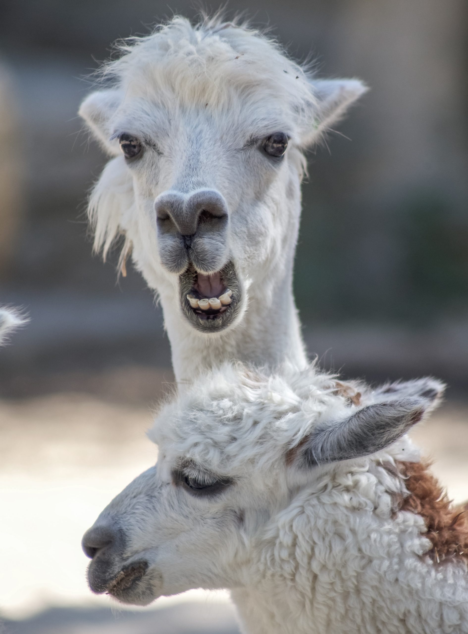 Adapting to Mammals? Chilean Man’s Bird Flu Sample Raises Alarms