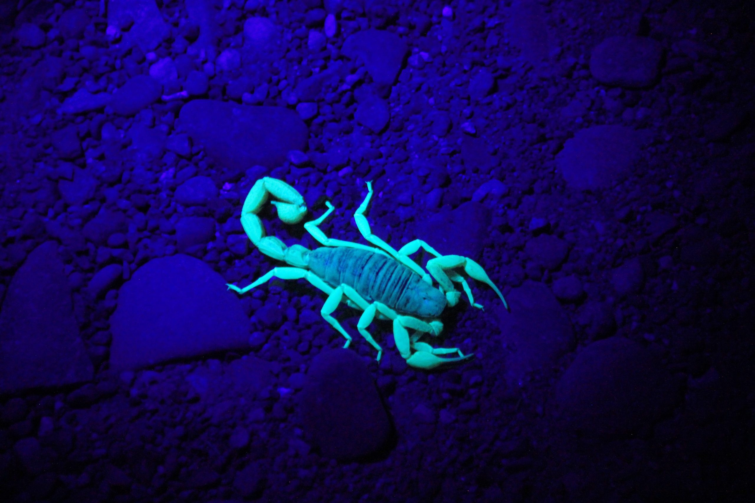 Scorpion Myths vs. Reality Debunking Common Misconceptions