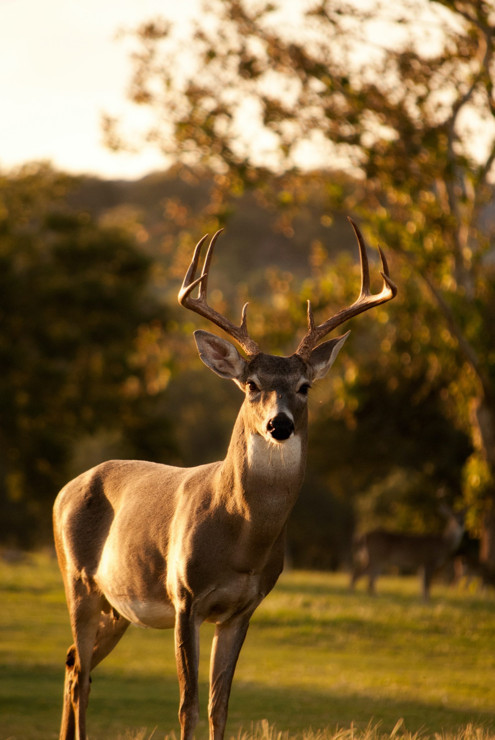 Deer Adapt to Extreme Weather