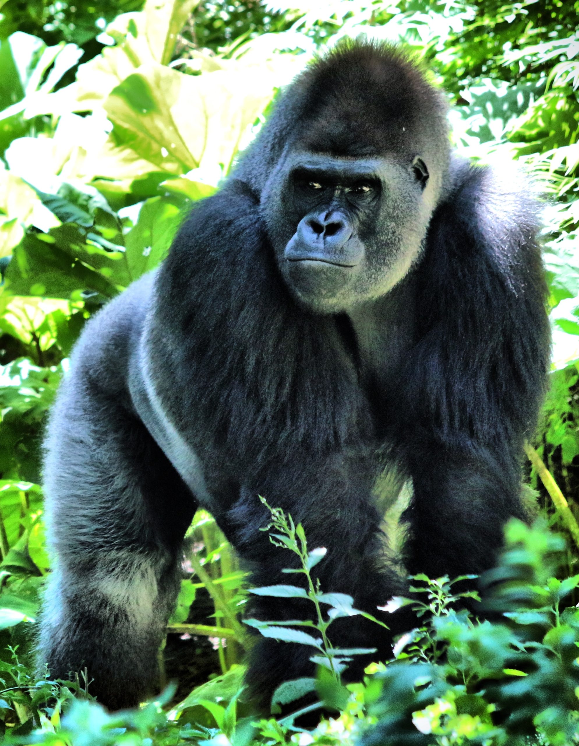 Gorilla Behavior