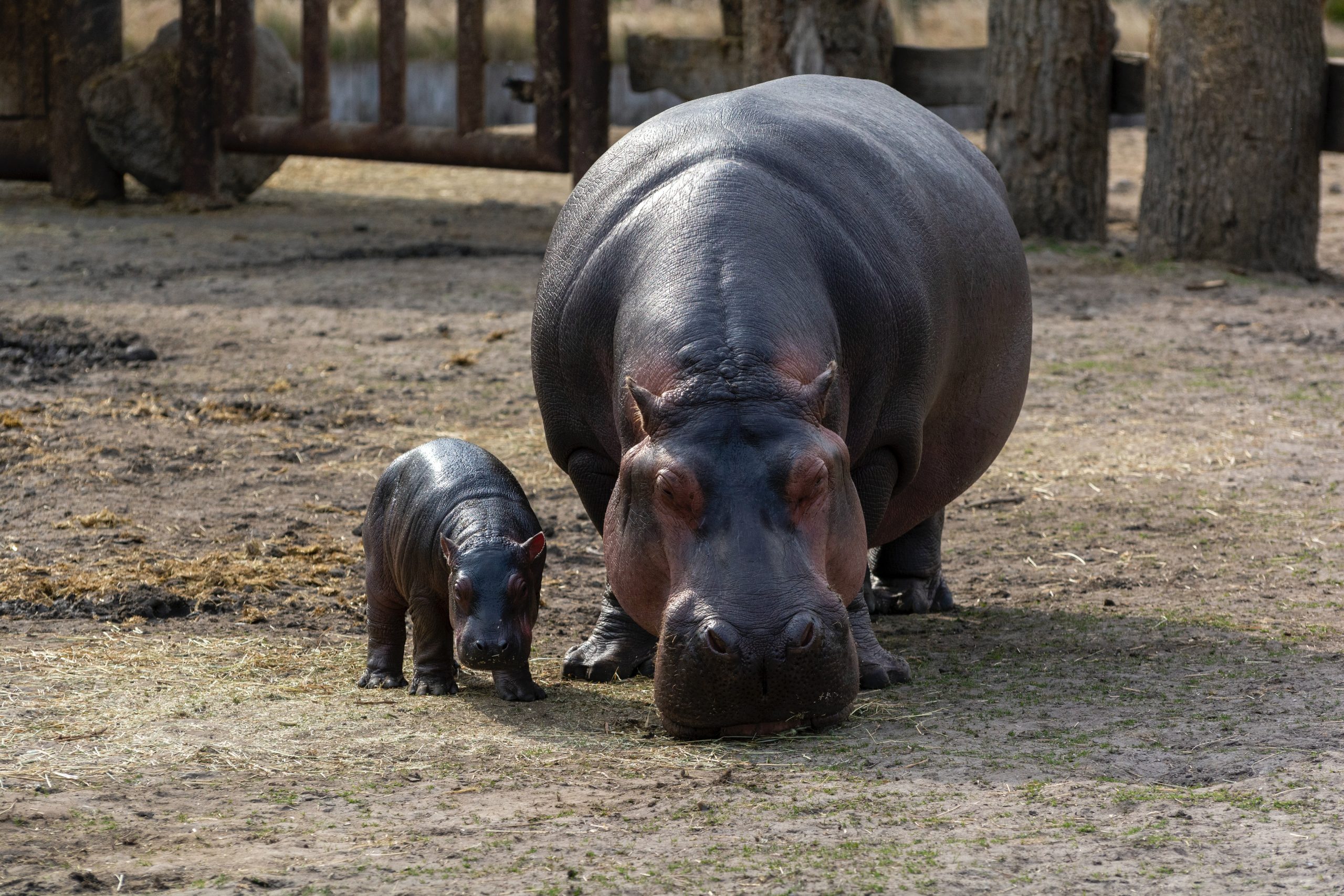 Why Hippos Are More Than Just Cute and Cuddly Animals