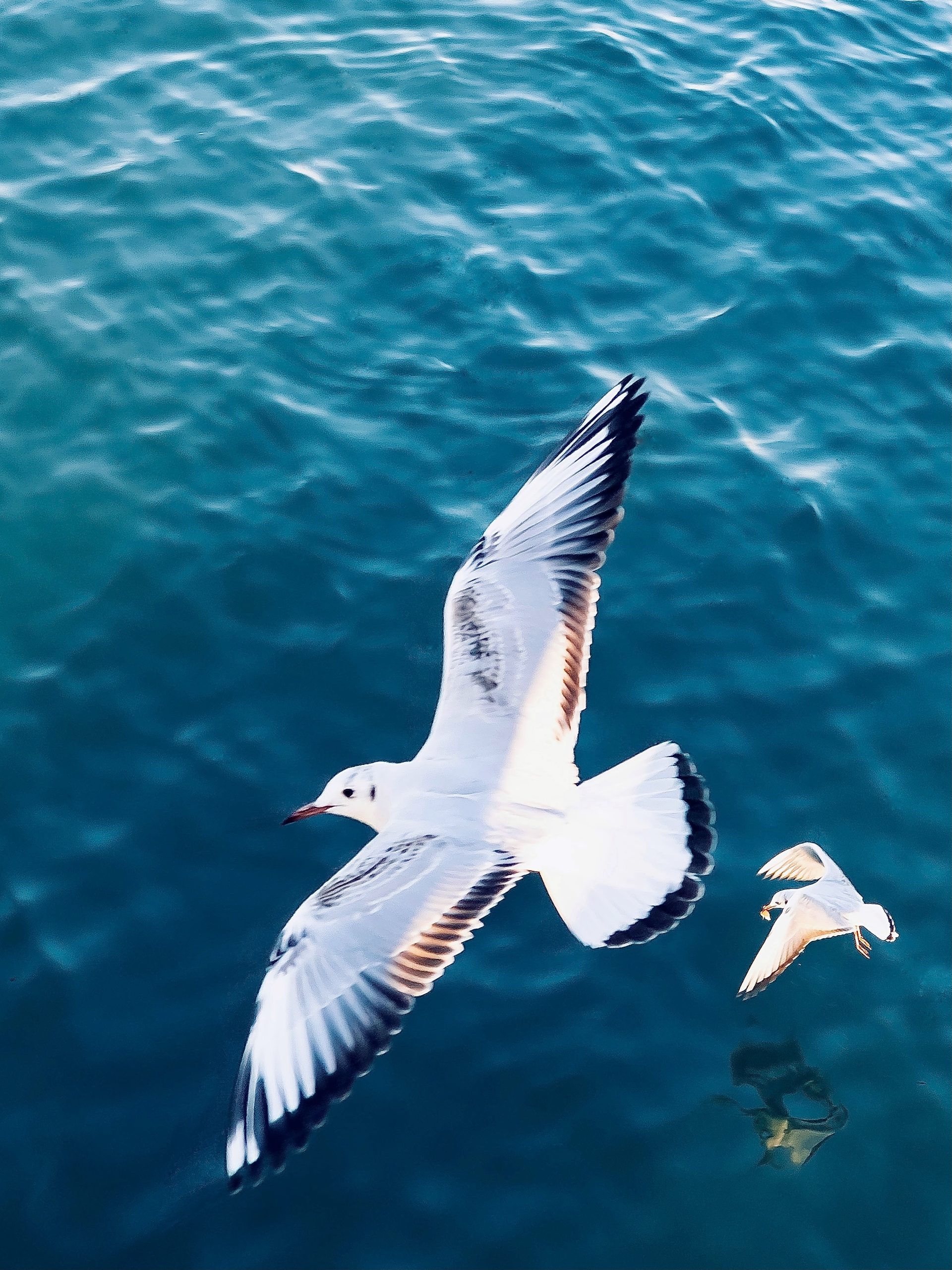 How Seagulls Adapt to Life on Land and Sea