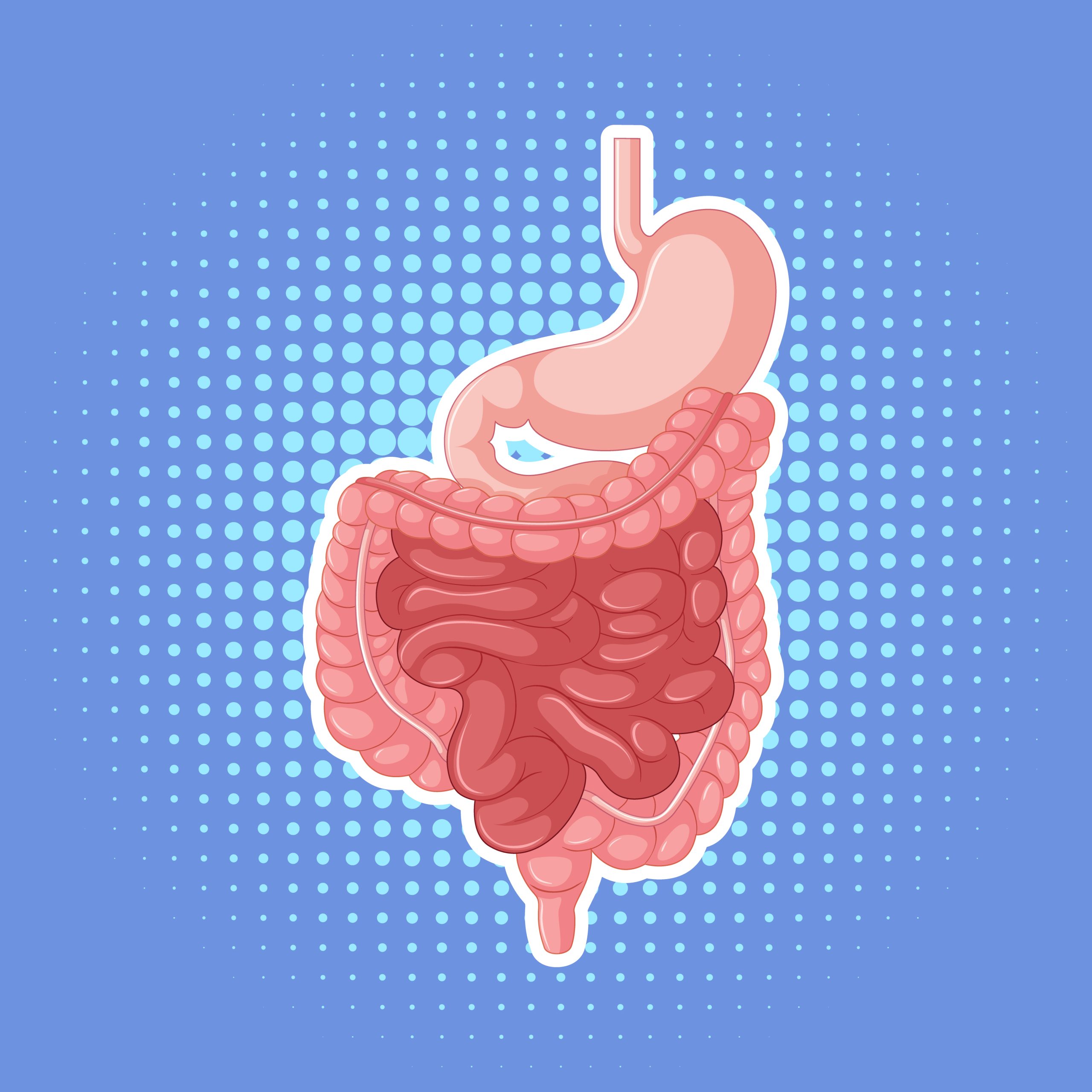 Look Inside the Digestive Tract