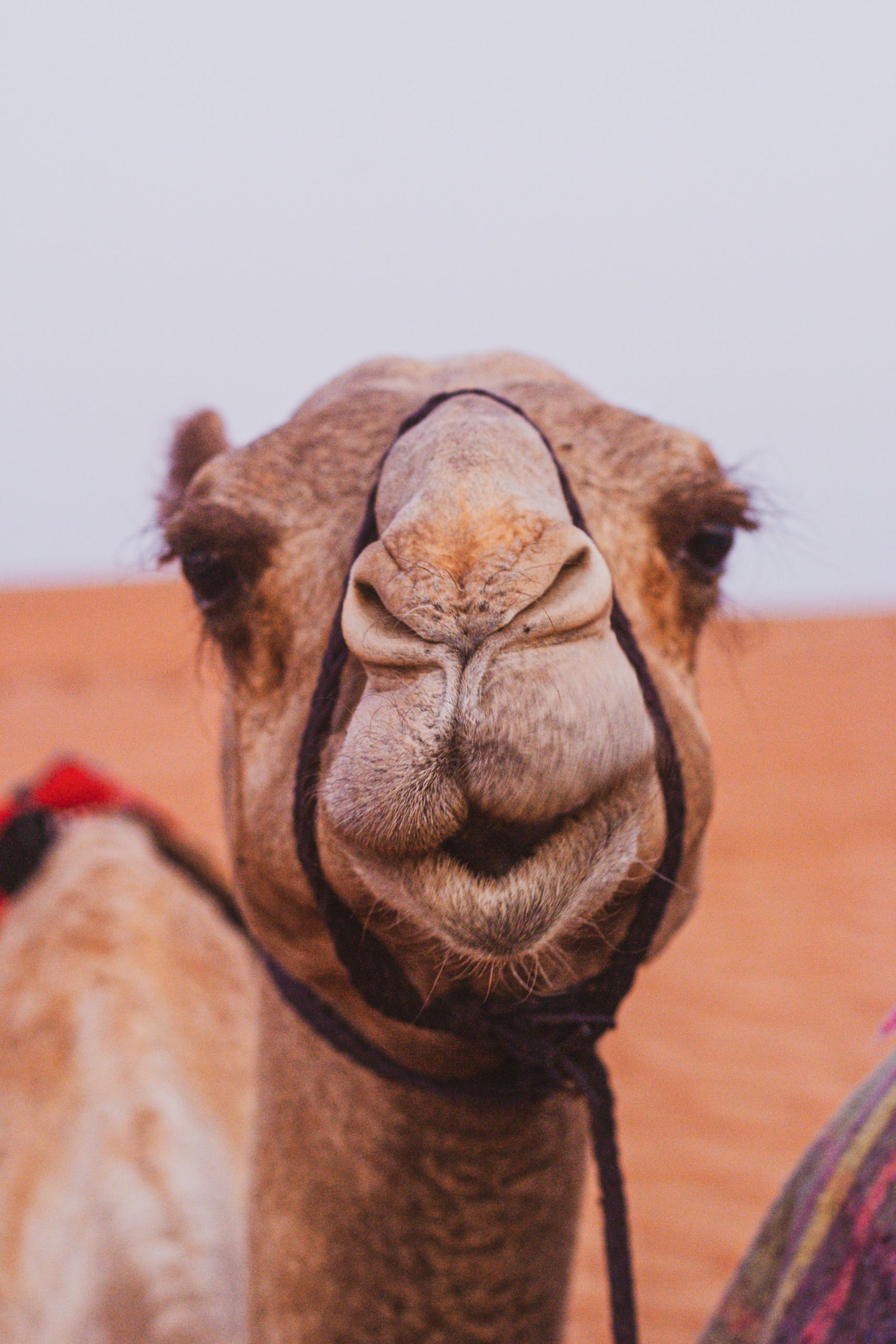 History and Mystique of the Camel in Ancient Cultures