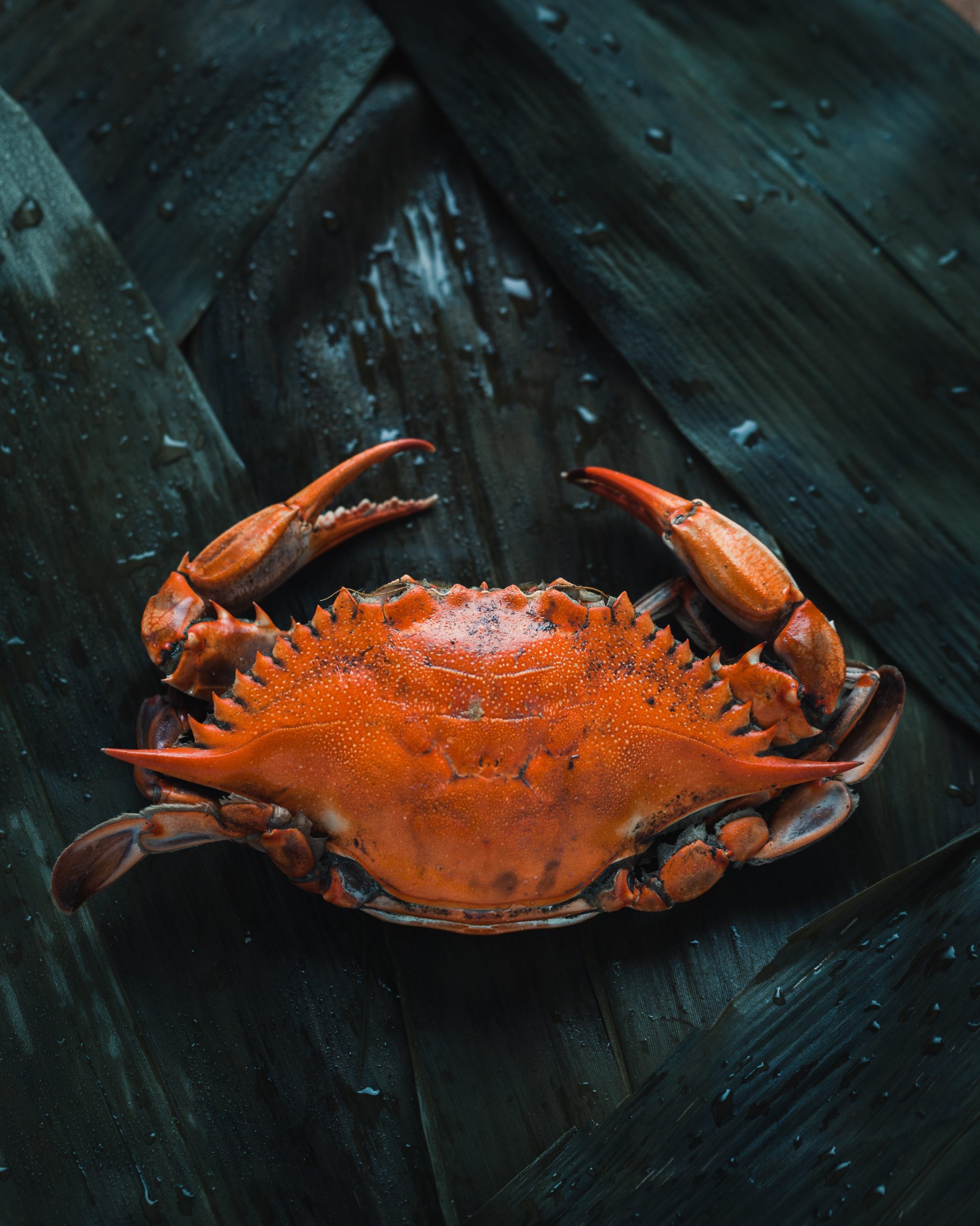 Tricks for Catching Your Own Fresh Crabs