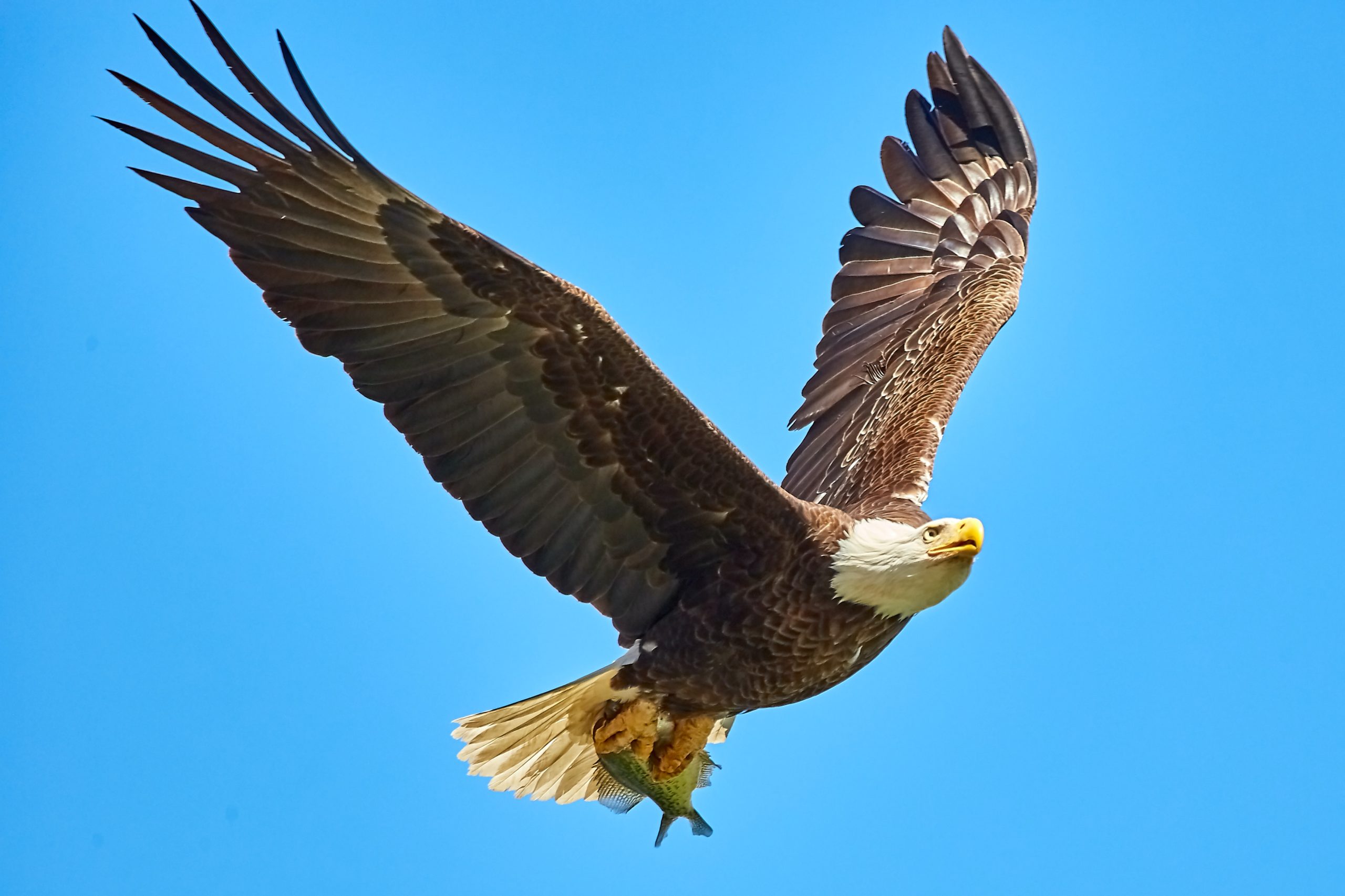 Life Cycle of an Eagle From Egg to Majestic Hunter