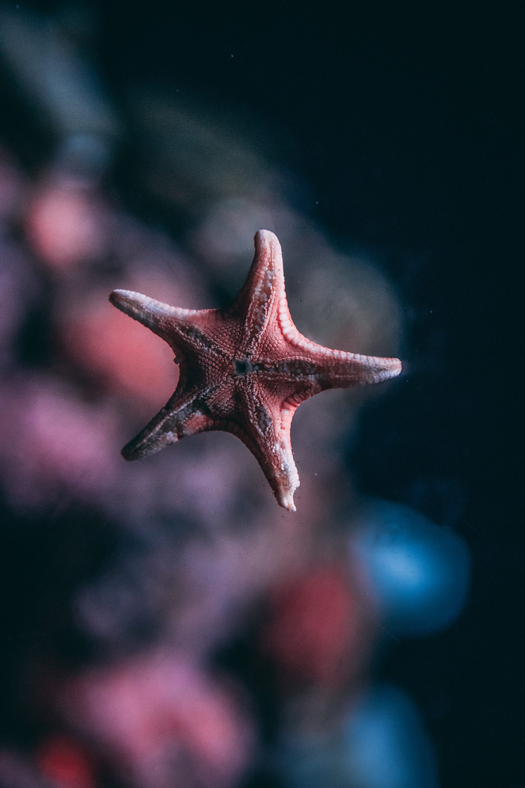 The Importance of Star Fish in Marine Ecosystems