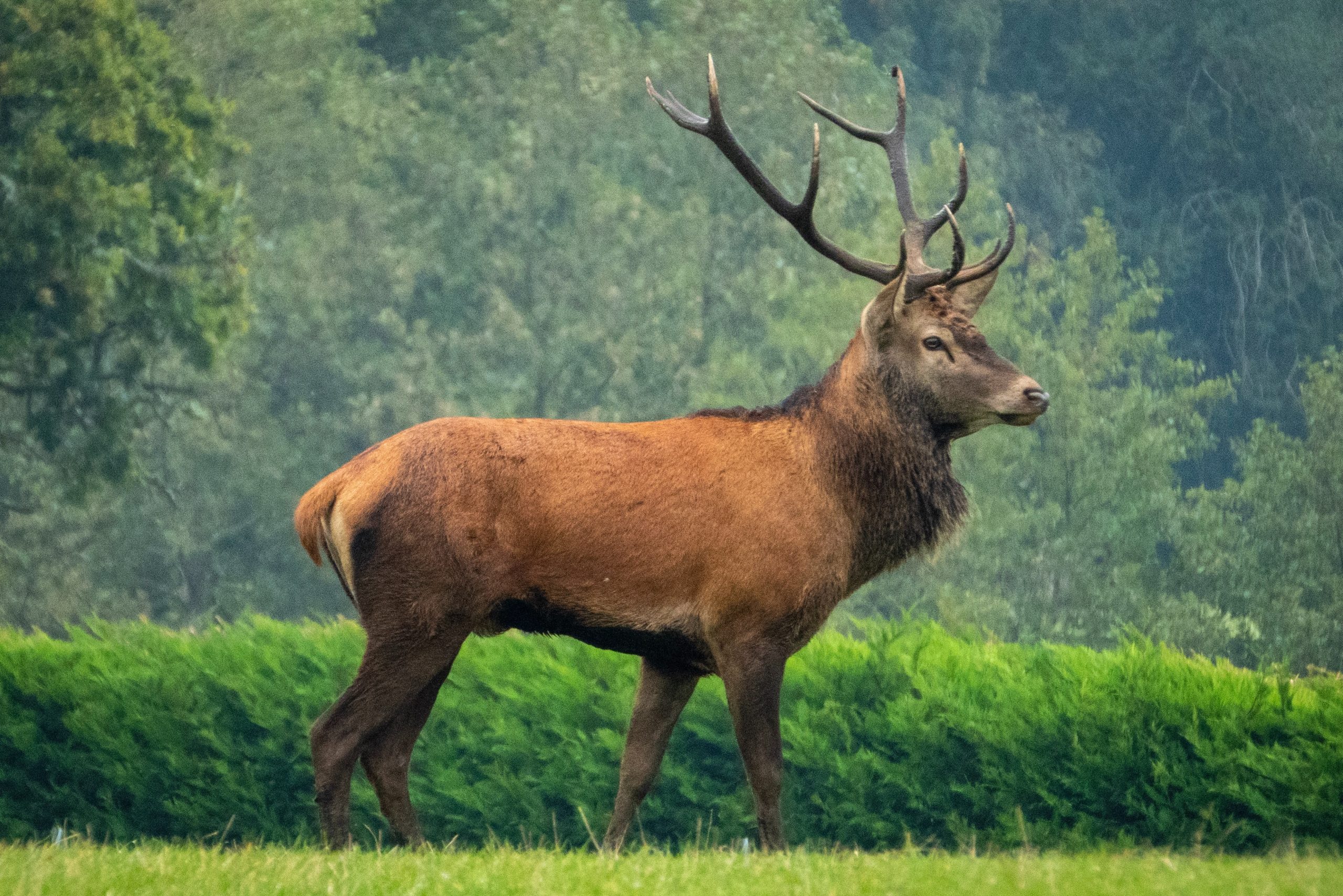 Role of Stags in Mythology and Folklore