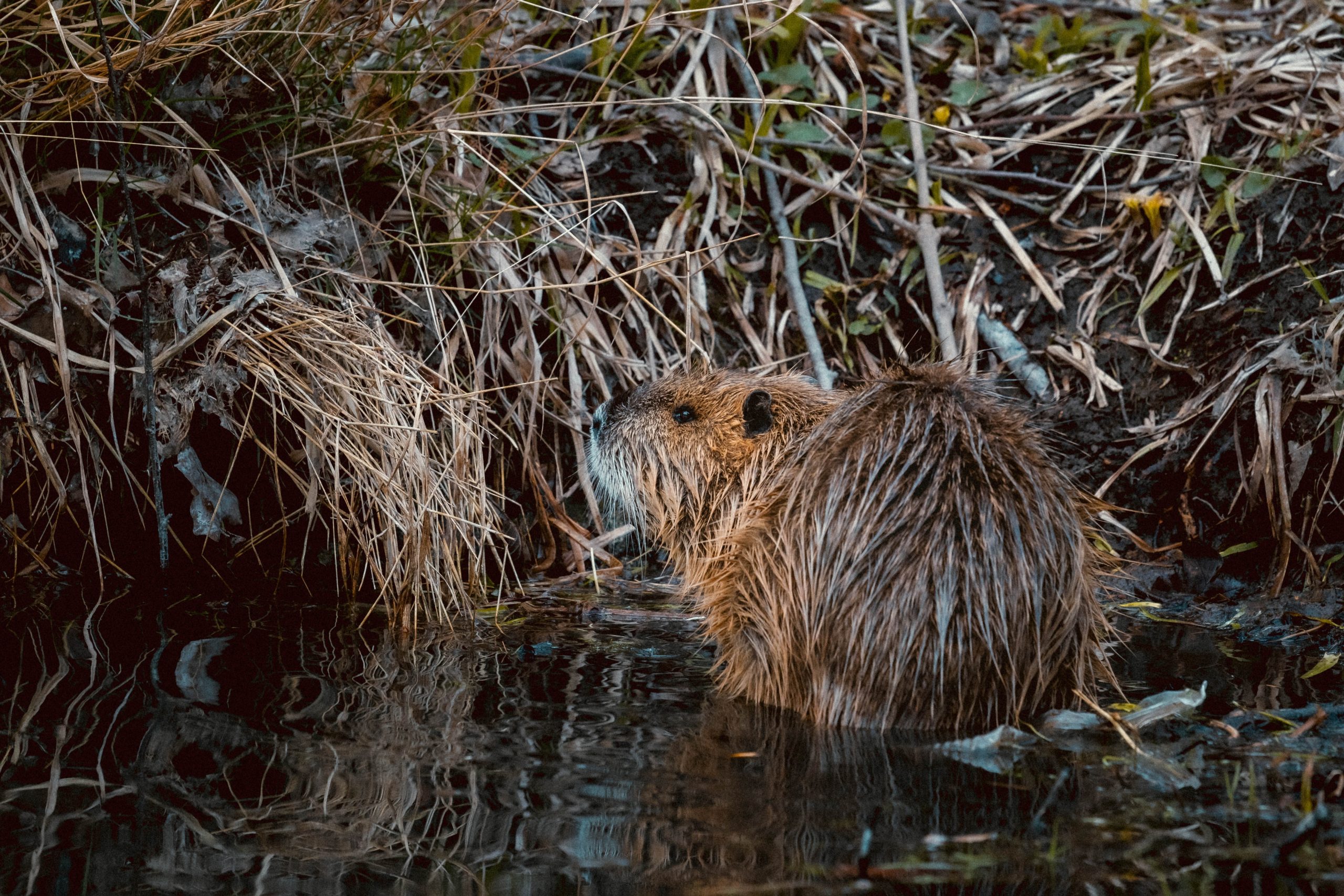 How Beavers Build Their Impressive Dams