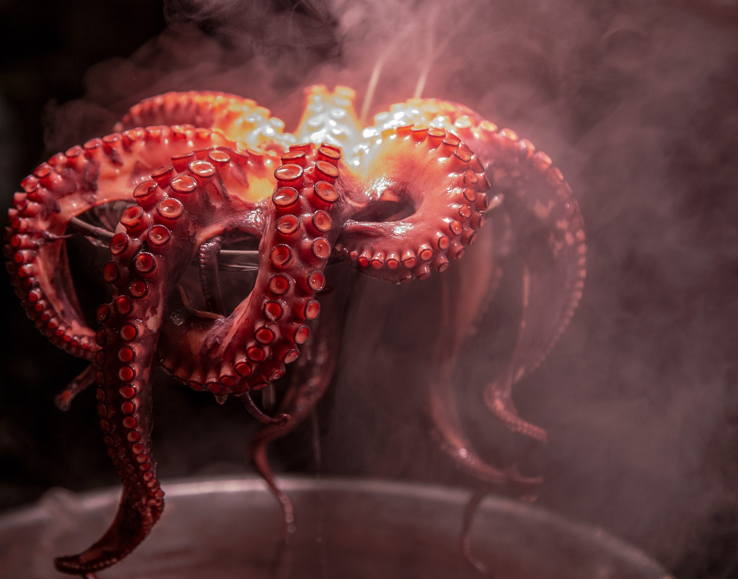 Deep Dive into the World of Octopuses