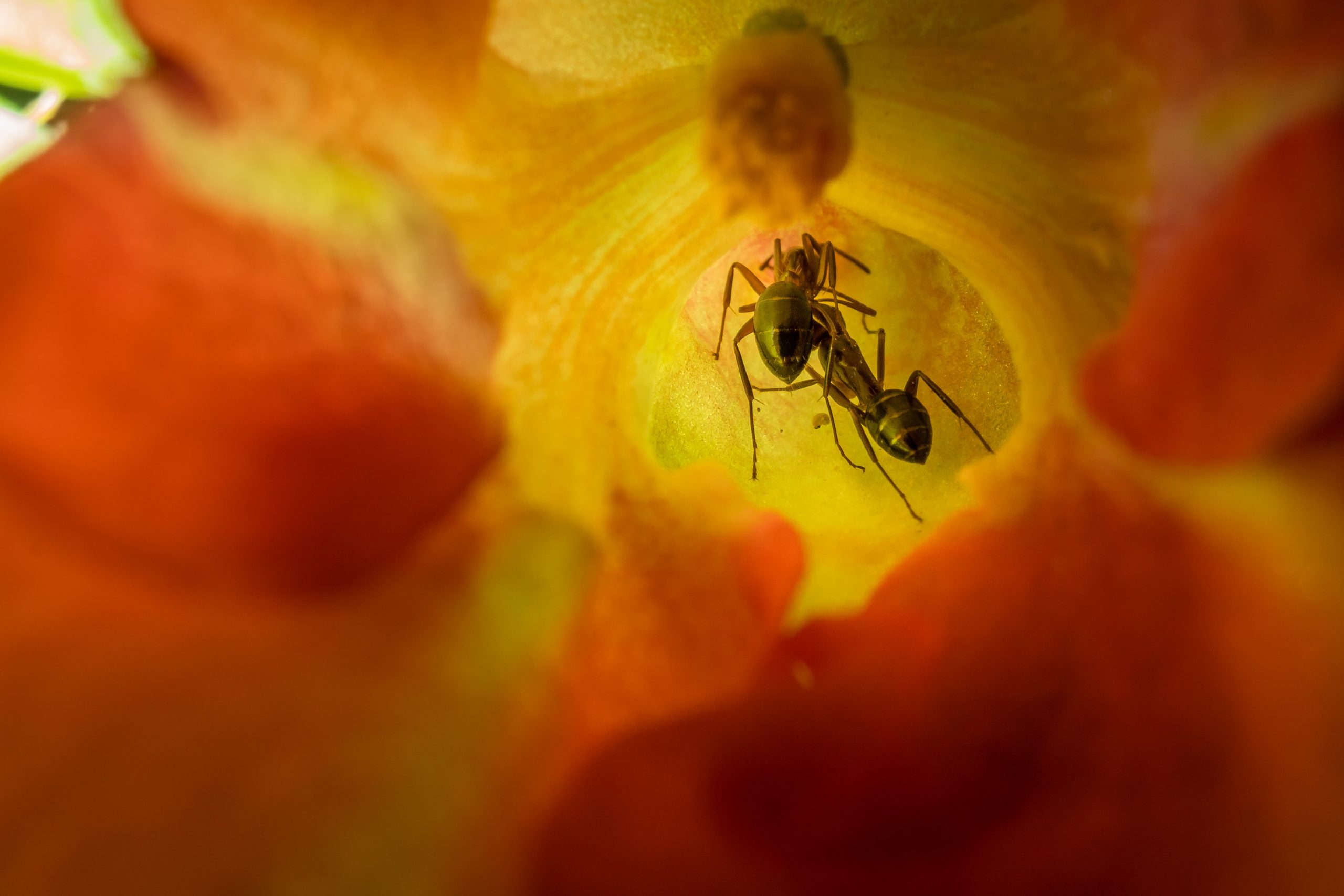 Beyond the Basic Ant Farm: Innovative Ways to Showcase Your Ant Colony