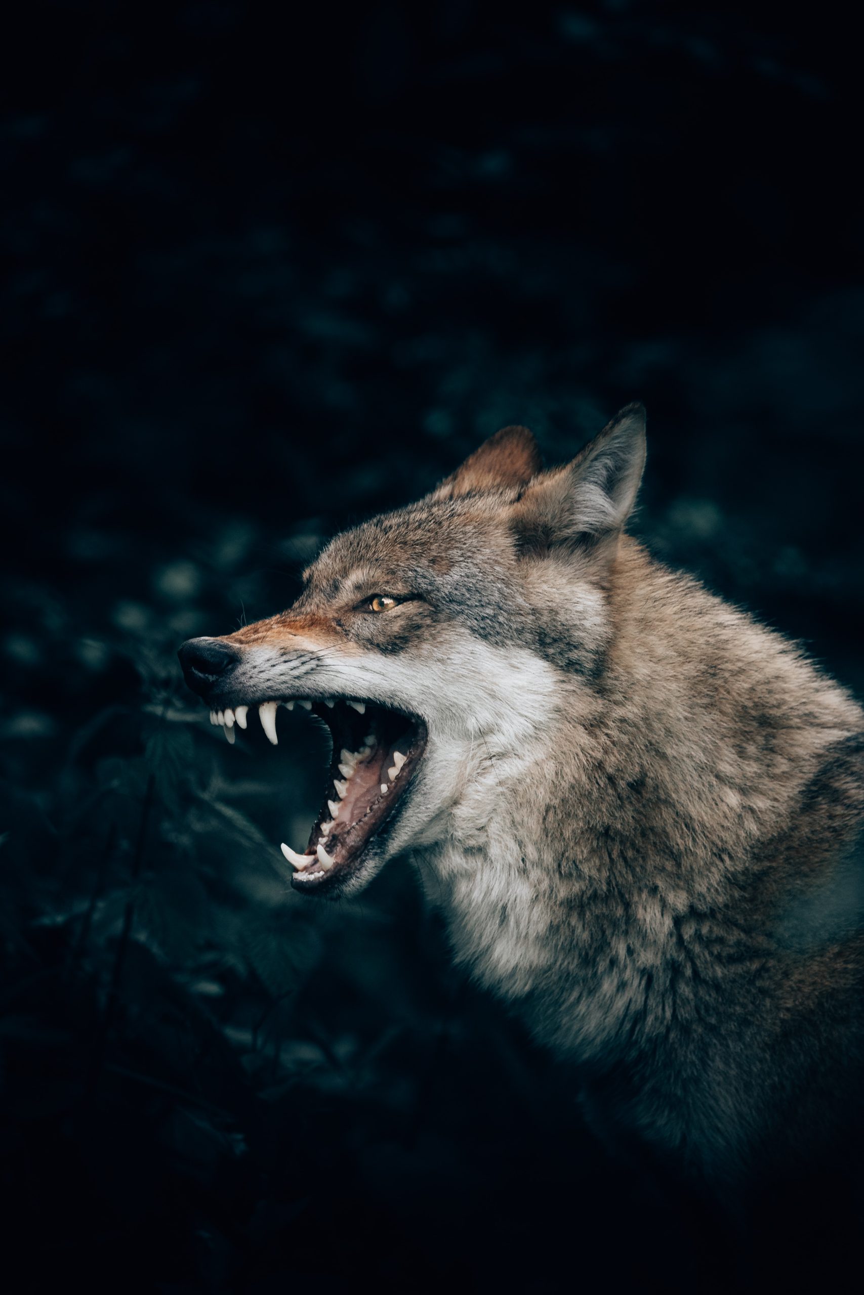 From Fairy Tales to Real Life Encounters Human-Wolf Interactions