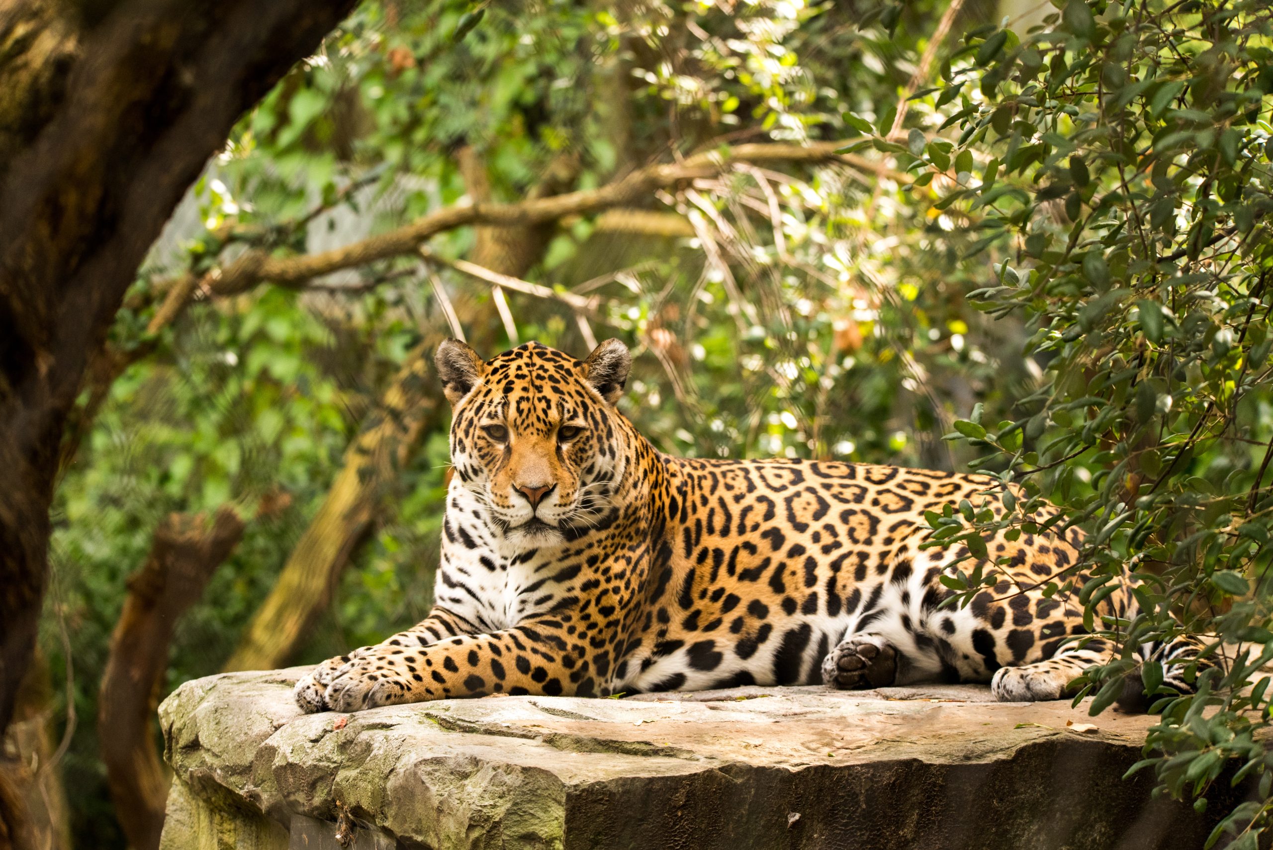 Saving the Jaguar