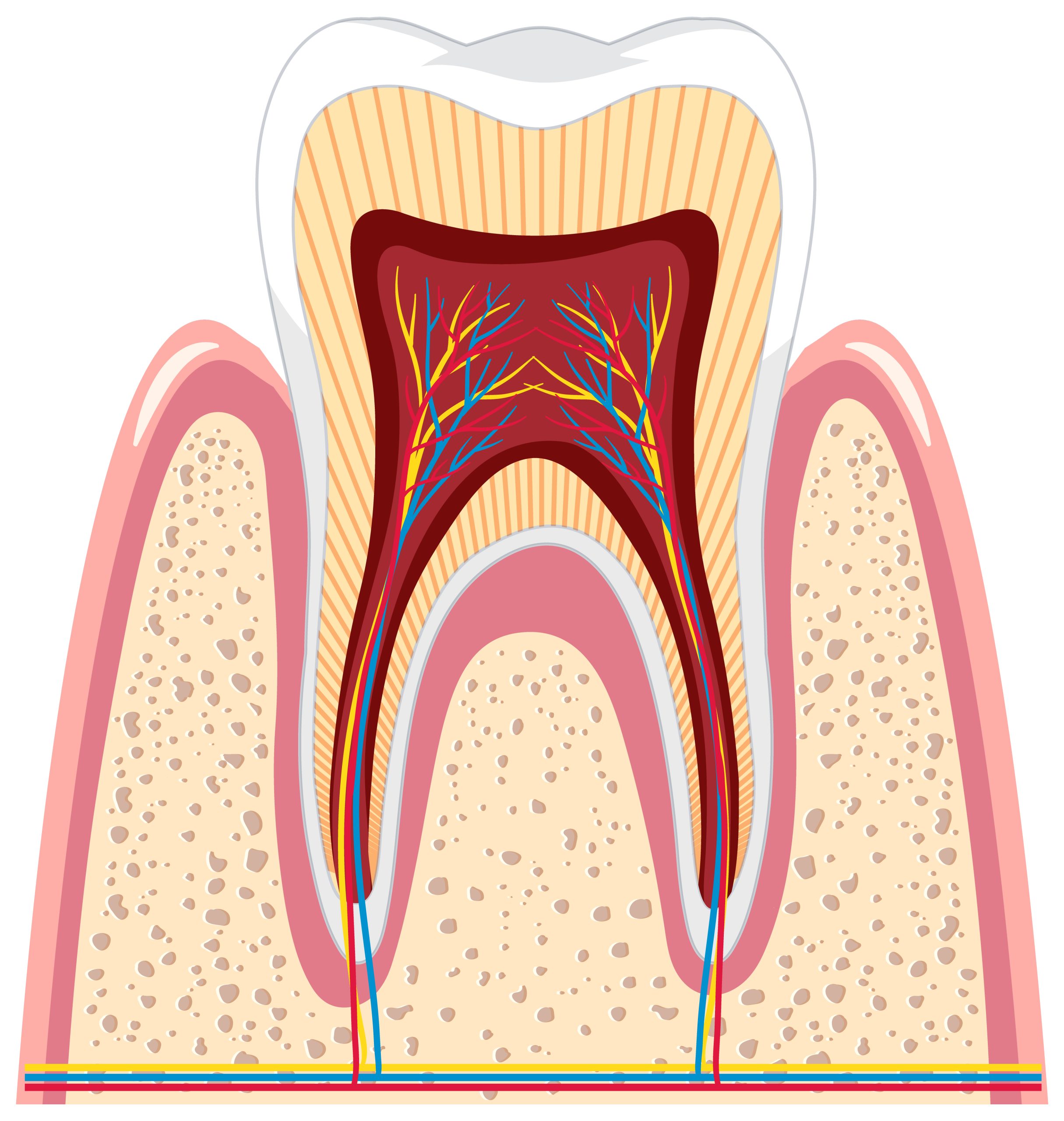 Impact of Gum Disease on Overall Wellness